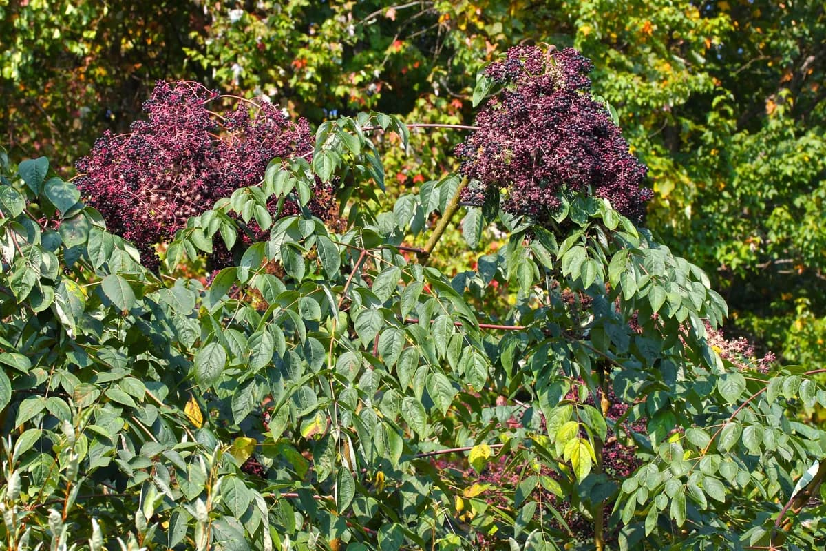 American Angelica-tree (Aralia spinosa)