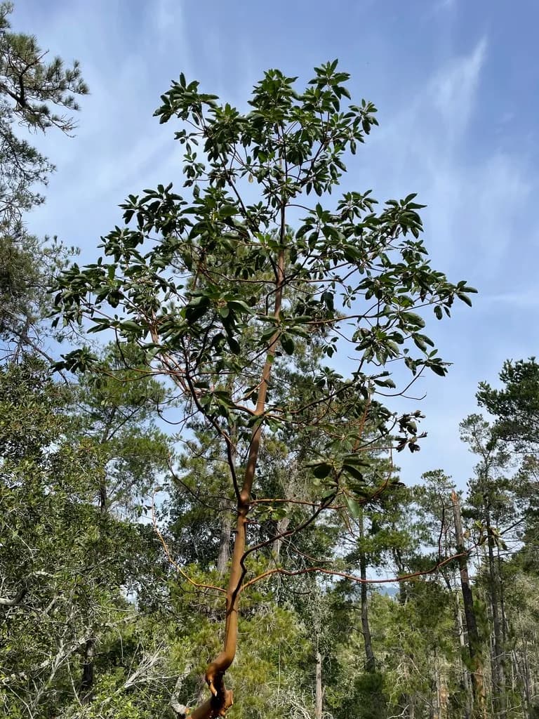 Pacific madrone (Arbutus menziesii)