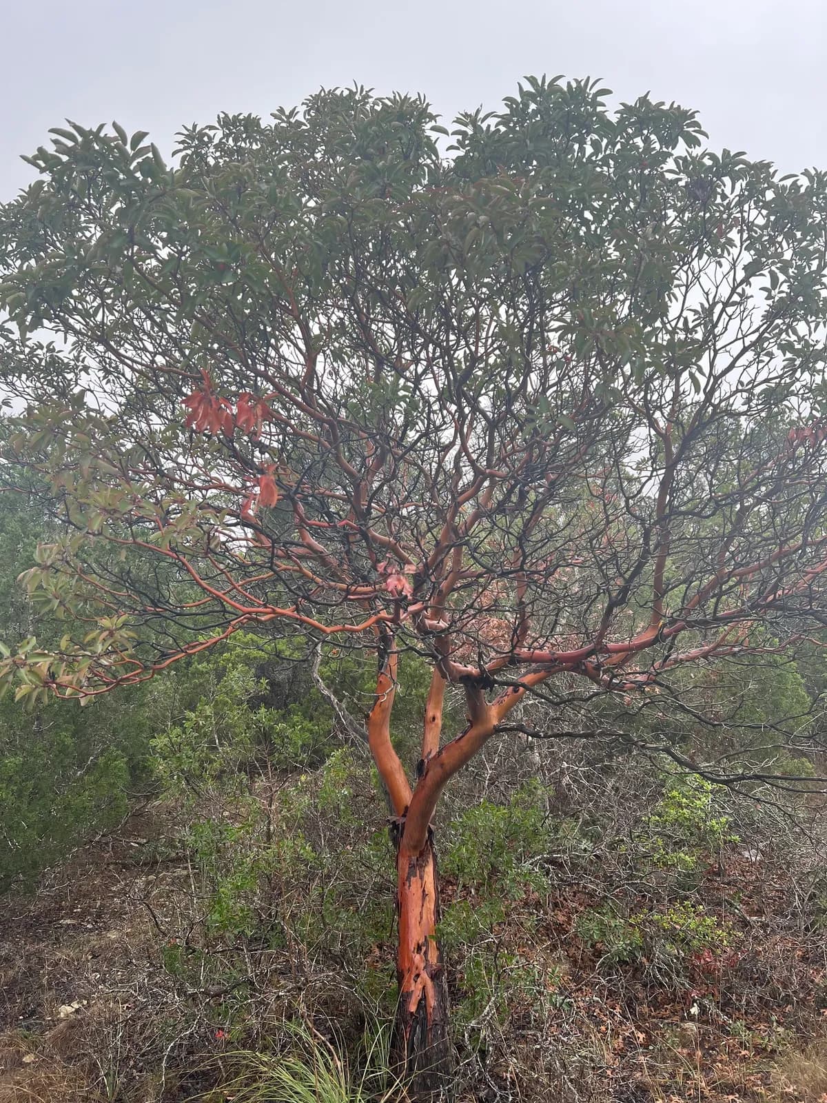 Texas Madrone (Arbutus xalapensis)