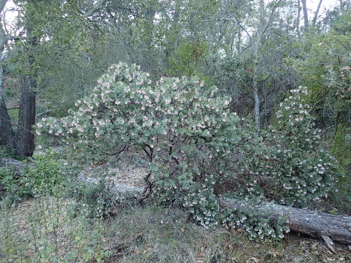 Mount Diablo manzanita (Arctostaphylos auriculata)