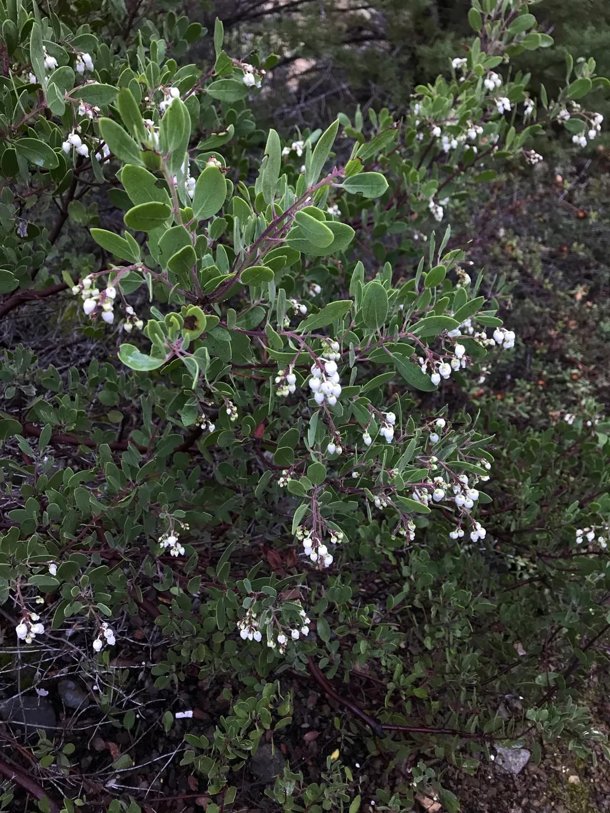 Baker's manzanita (Arctostaphylos bakeri)