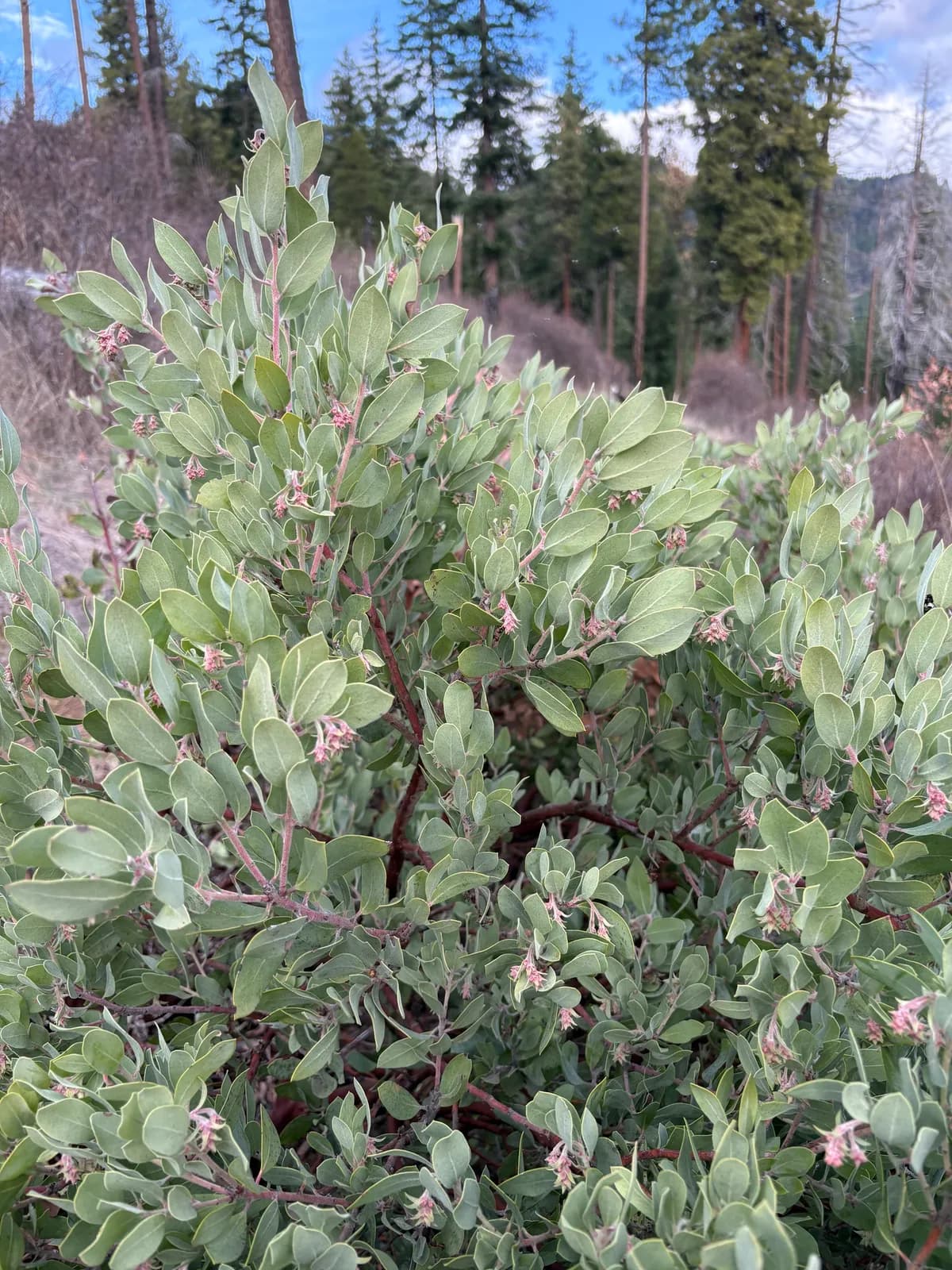 Hoary Manzanita (Arctostaphylos canescens)
