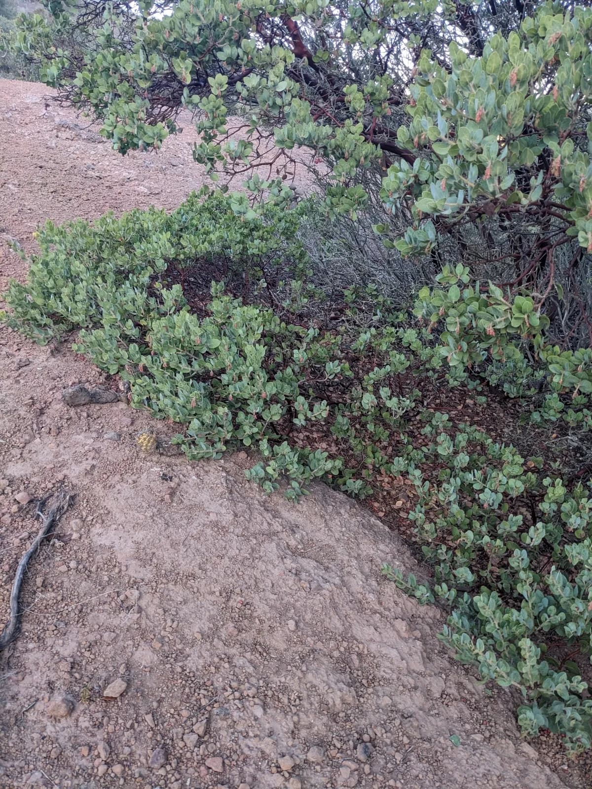 Santa Catalina Island manzanita (Arctostaphylos catalinae)