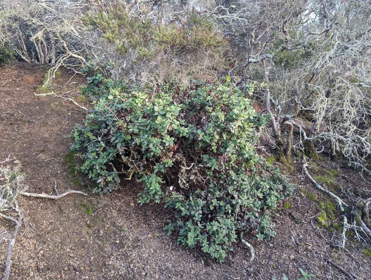 Brittleleaf Manzanita (Arctostaphylos crustacea)