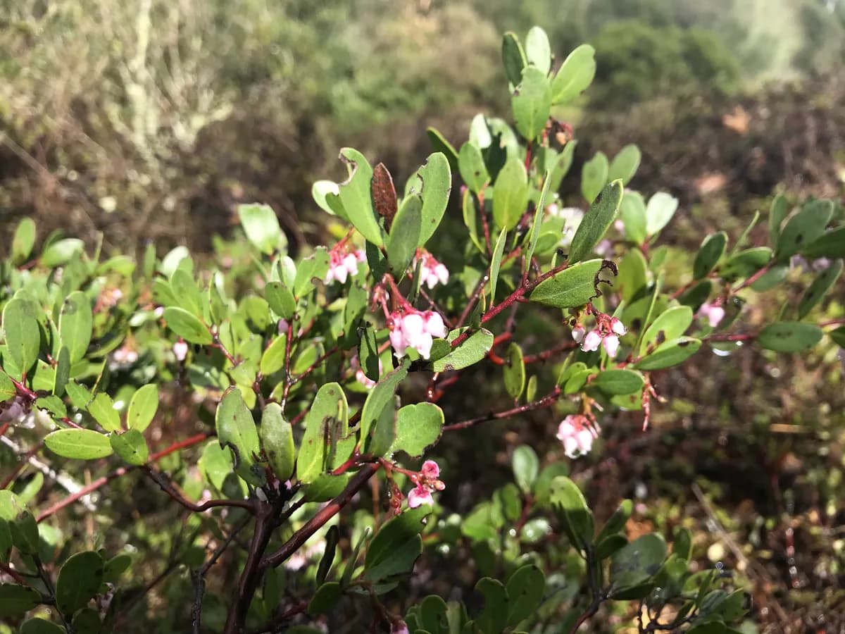Vine Hill manzanita (Arctostaphylos densiflora)