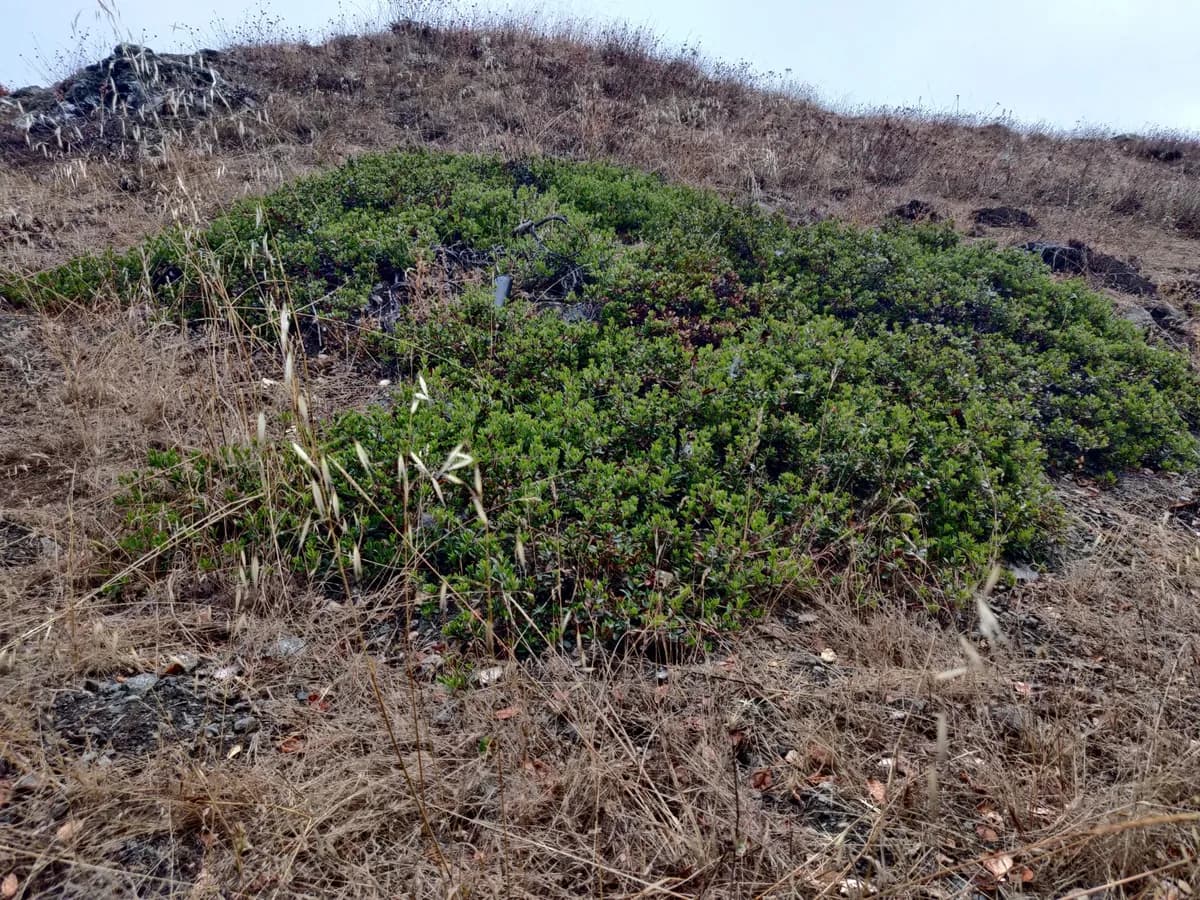 Franciscan manzanita (Arctostaphylos franciscana)