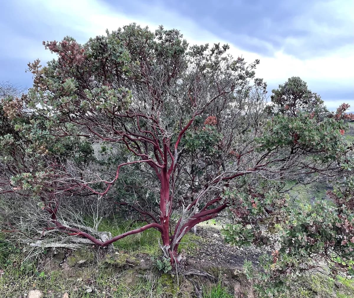 Eastwood's manzanita (Arctostaphylos glandulosa)
