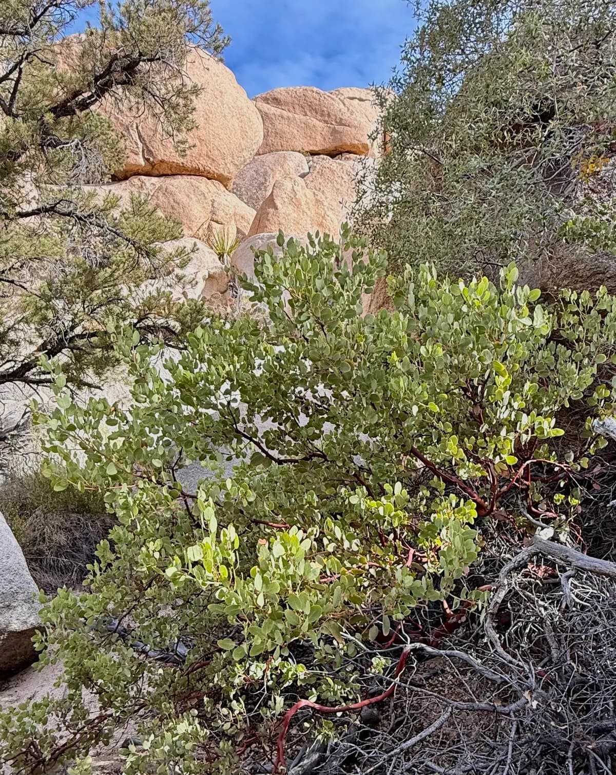 Bigberry Manzanita (Arctostaphylos glauca)
