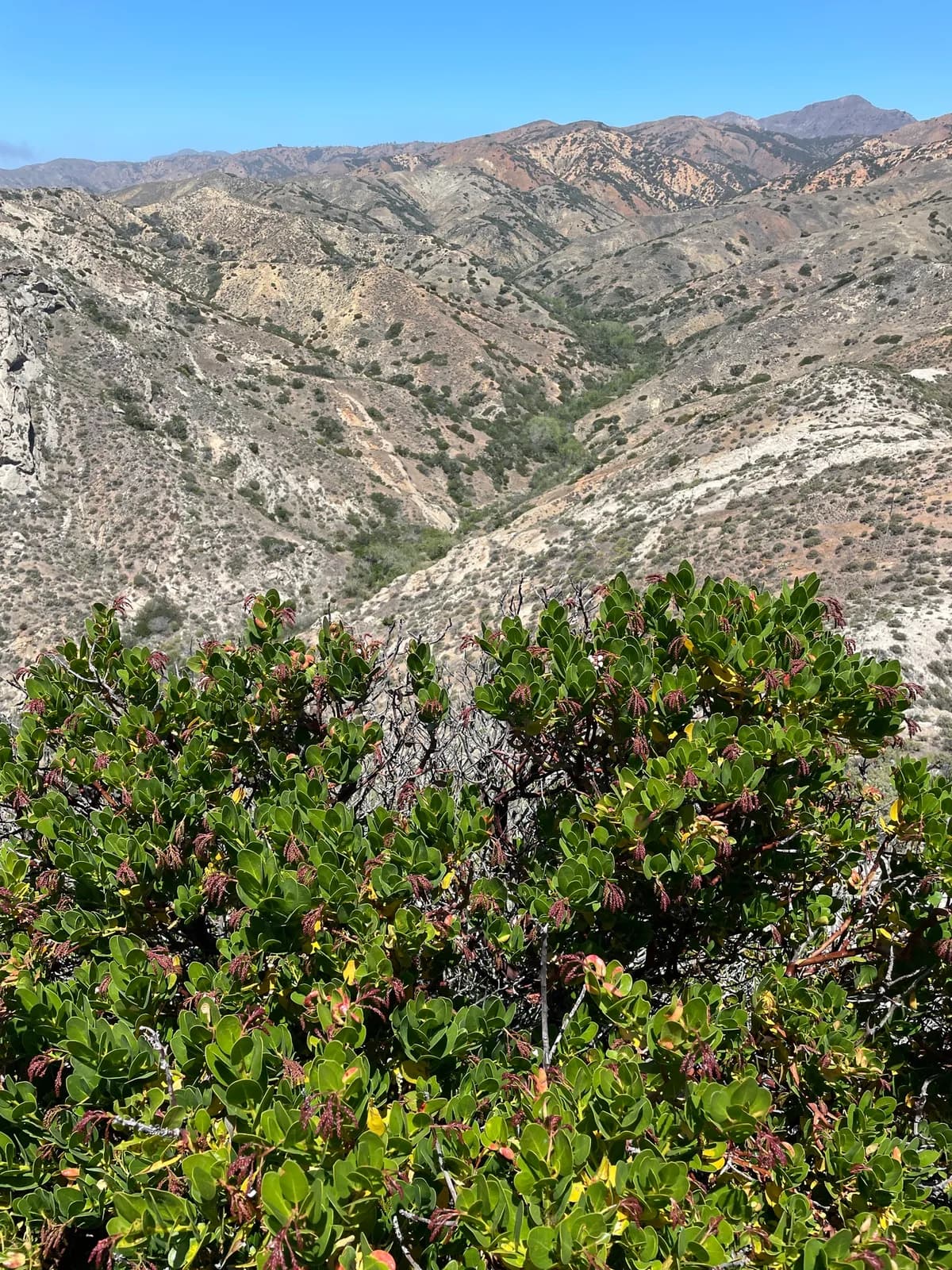 Island manzanita (Arctostaphylos insularis)
