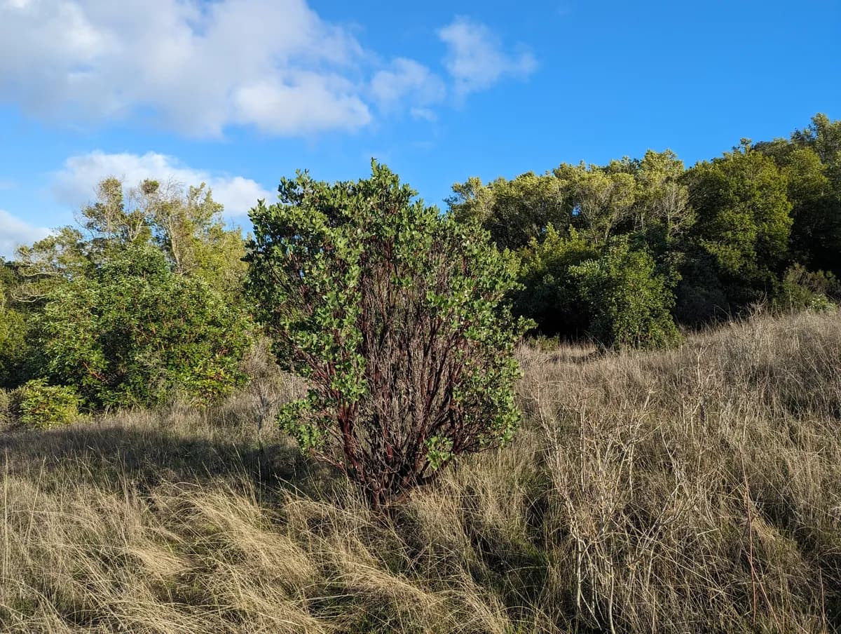 Whiteleaf Manzanita (Arctostaphylos manzanita)