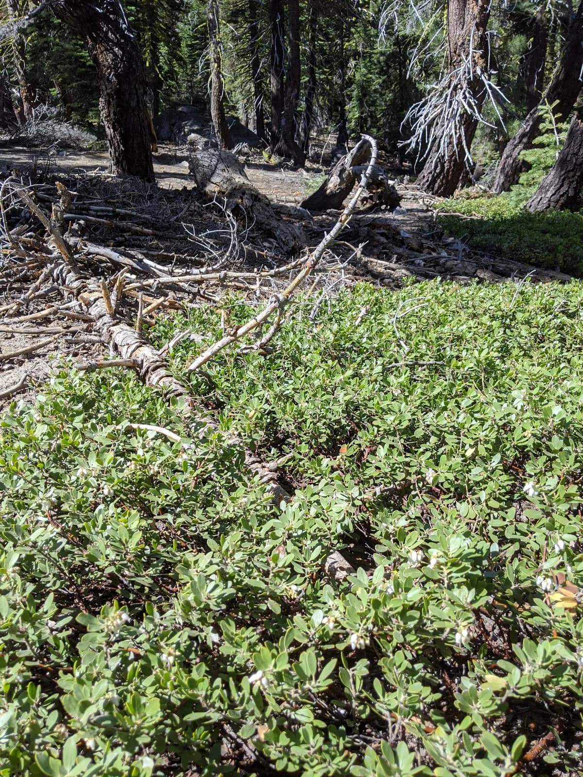 Pinemat Manzanita (Arctostaphylos nevadensis)