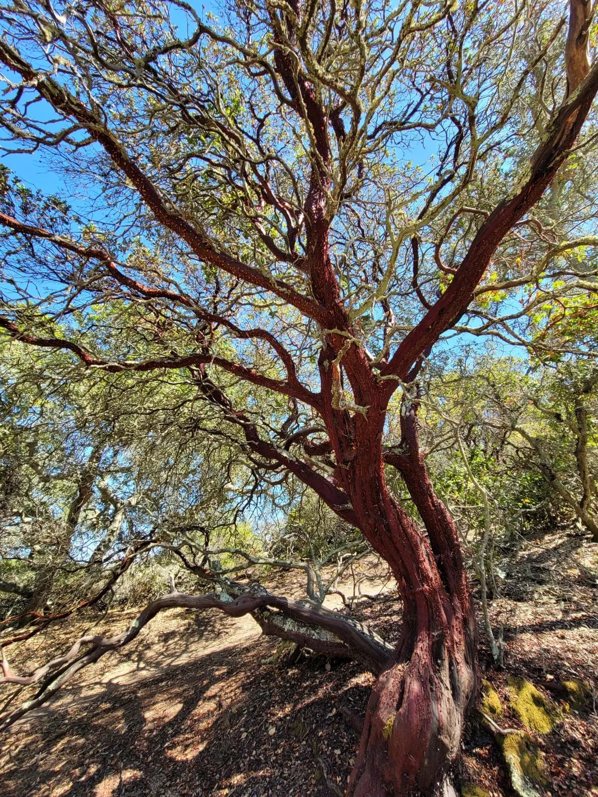 Pallid manzanita (Arctostaphylos pallida)