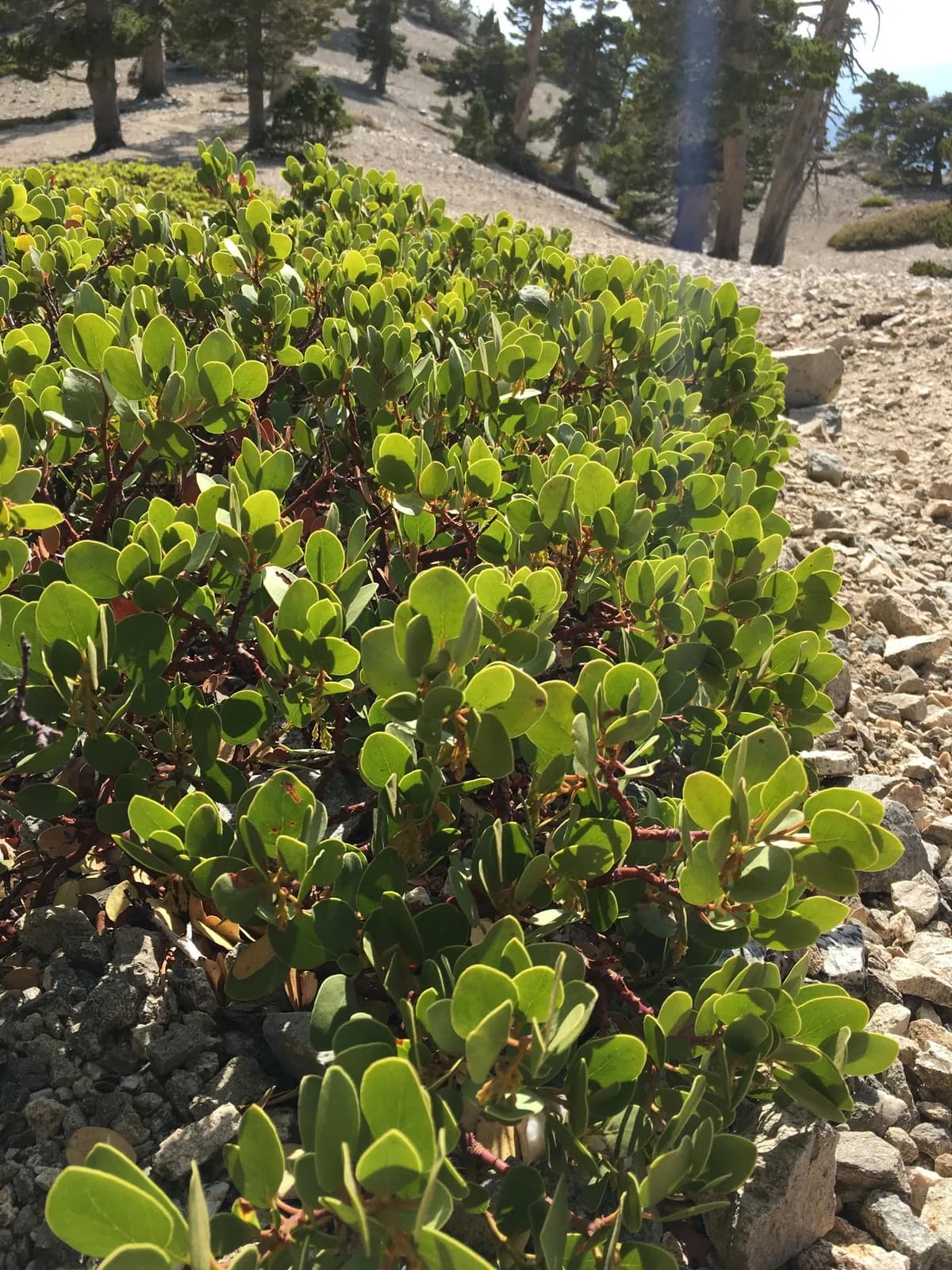 Parry Manzanita (Arctostaphylos parryana)