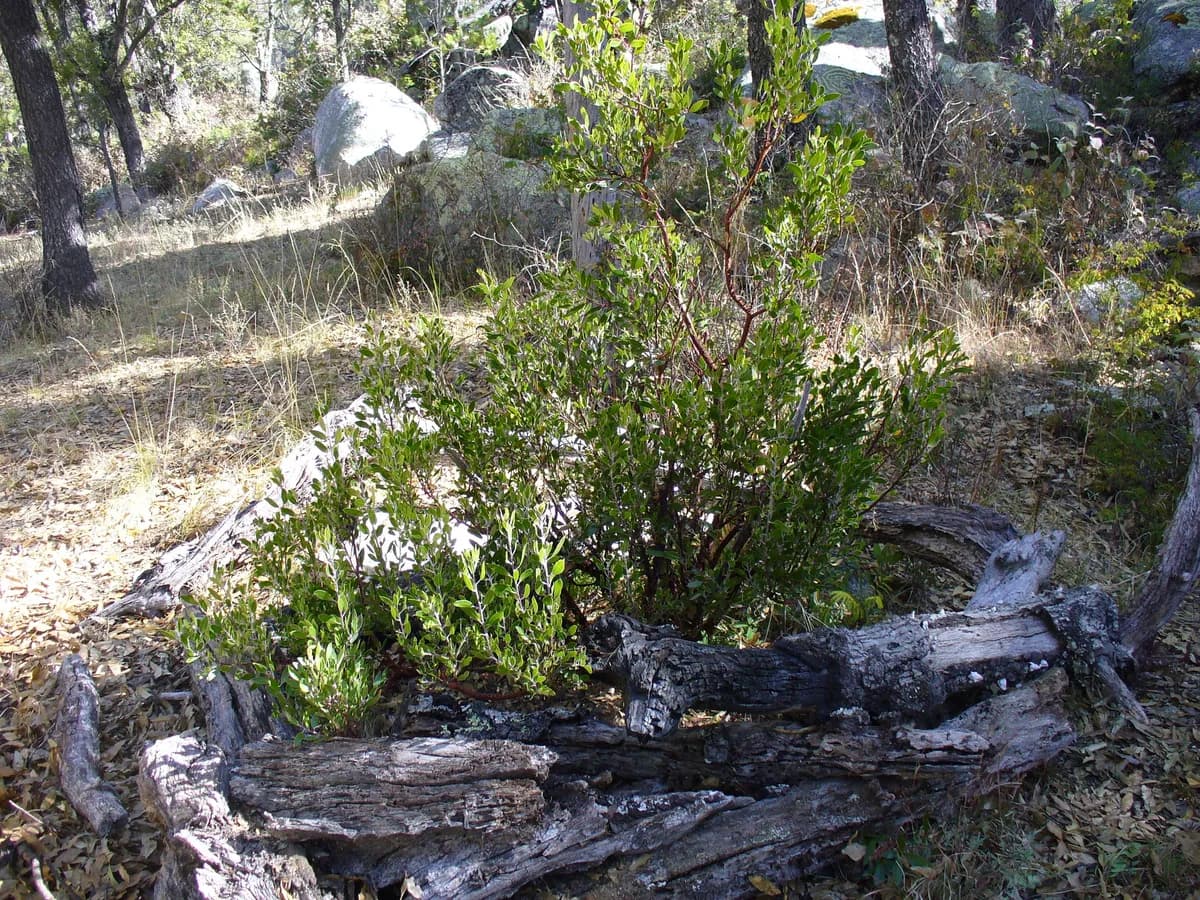 Mexican manzanita (Arctostaphylos pungens)