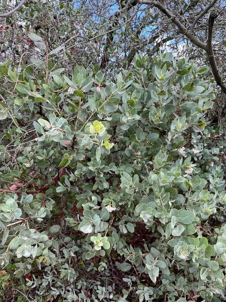 Rainbow manzanita (Arctostaphylos rainbowensis)
