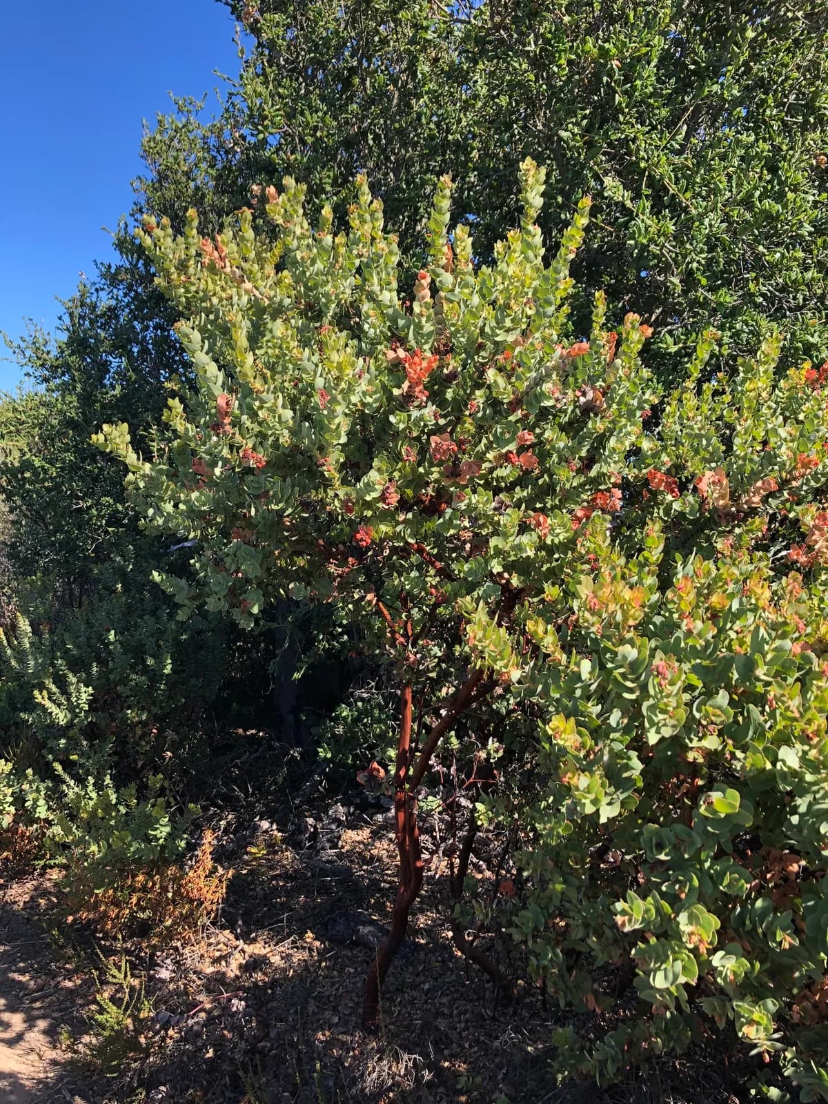 Refugio manzanita (Arctostaphylos refugioensis)