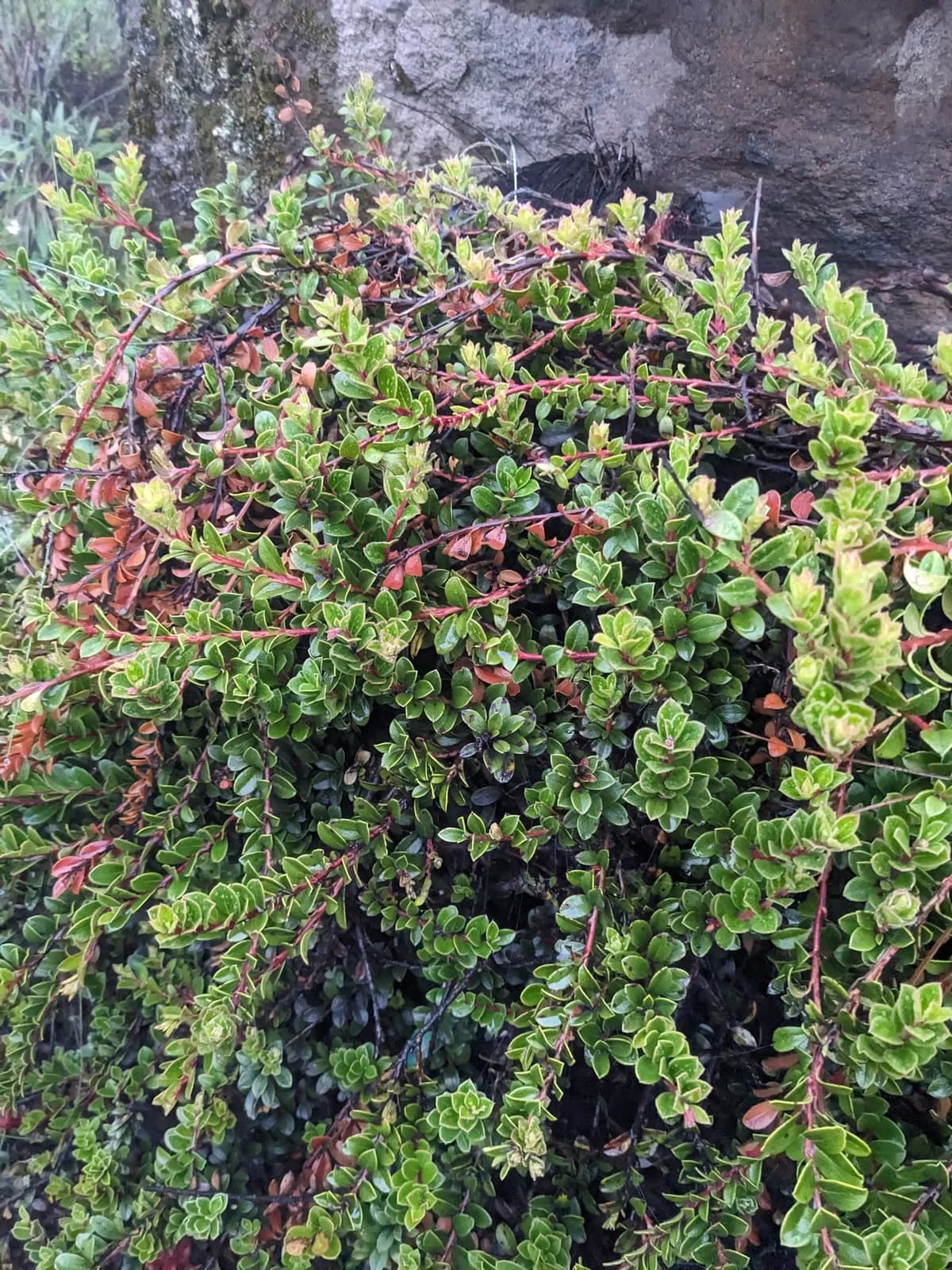 Bear-grape (Arctostaphylos uva-ursi)