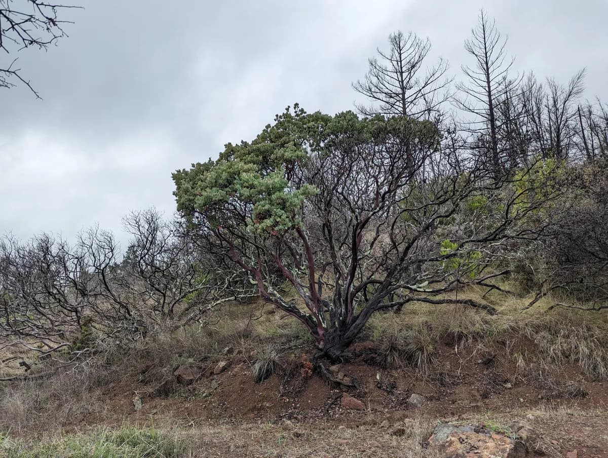 White-leaf manzanita (Arctostaphylos viscida)