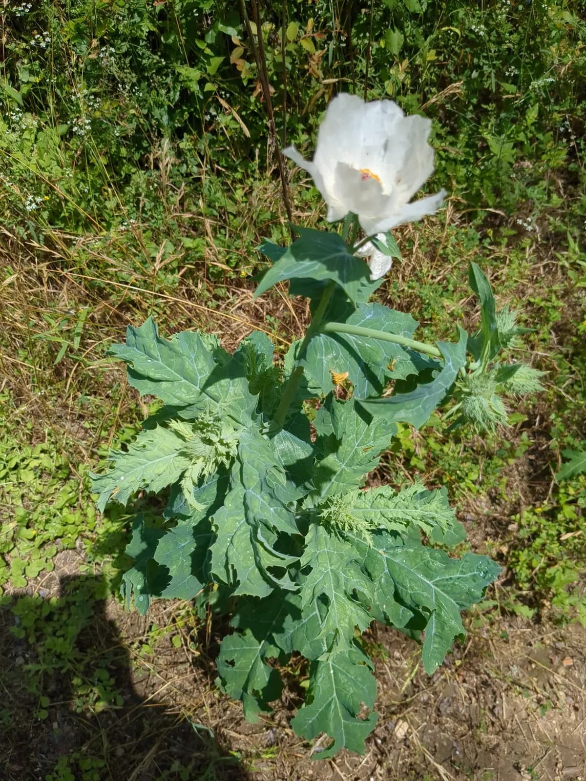 White Prickly Poppy (Argemone albiflora)