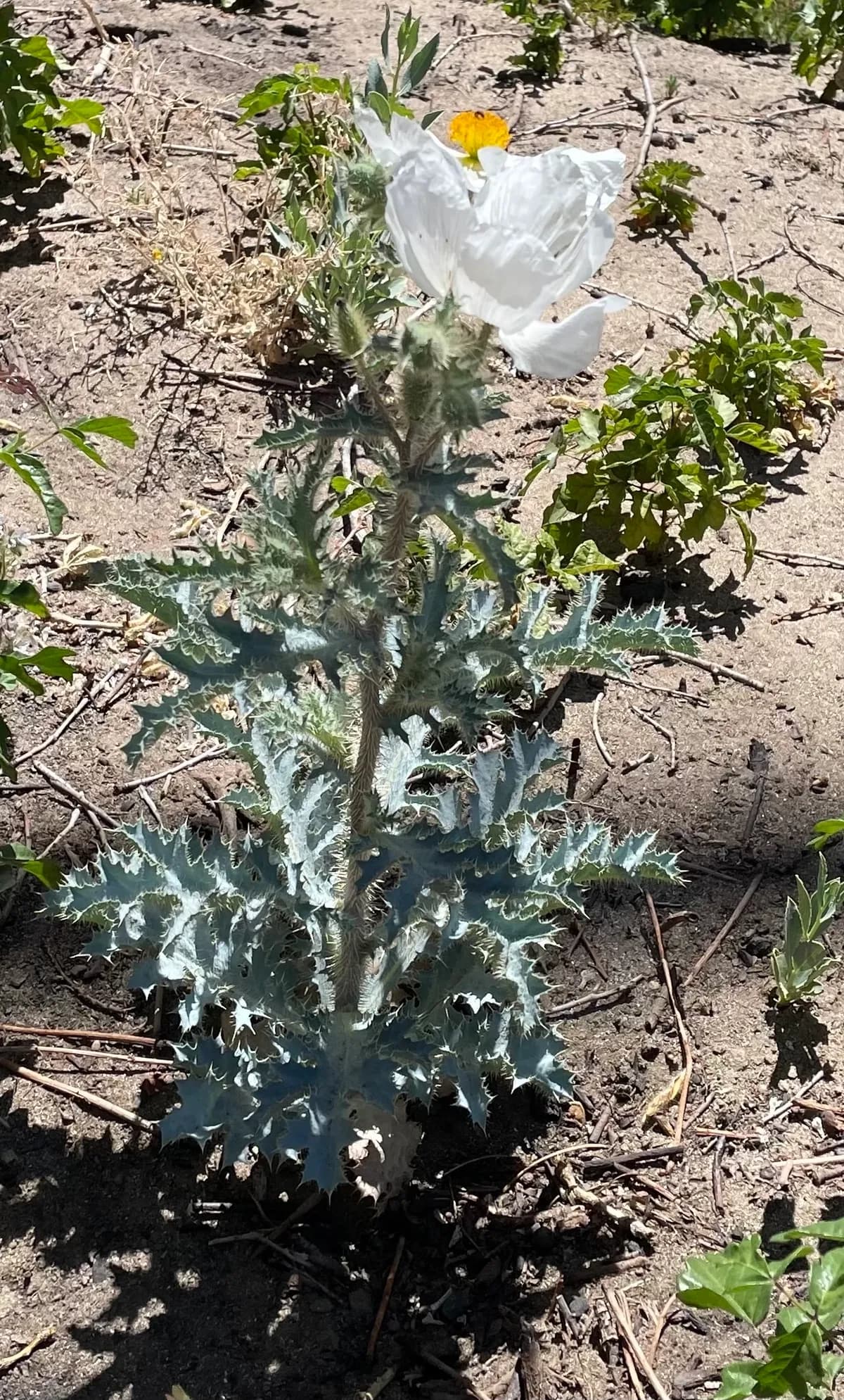 Flatbud pricklypoppy (Argemone munita)