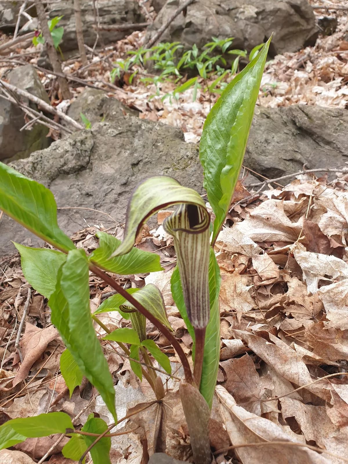 Indian-turnip (Arisaema triphyllum)