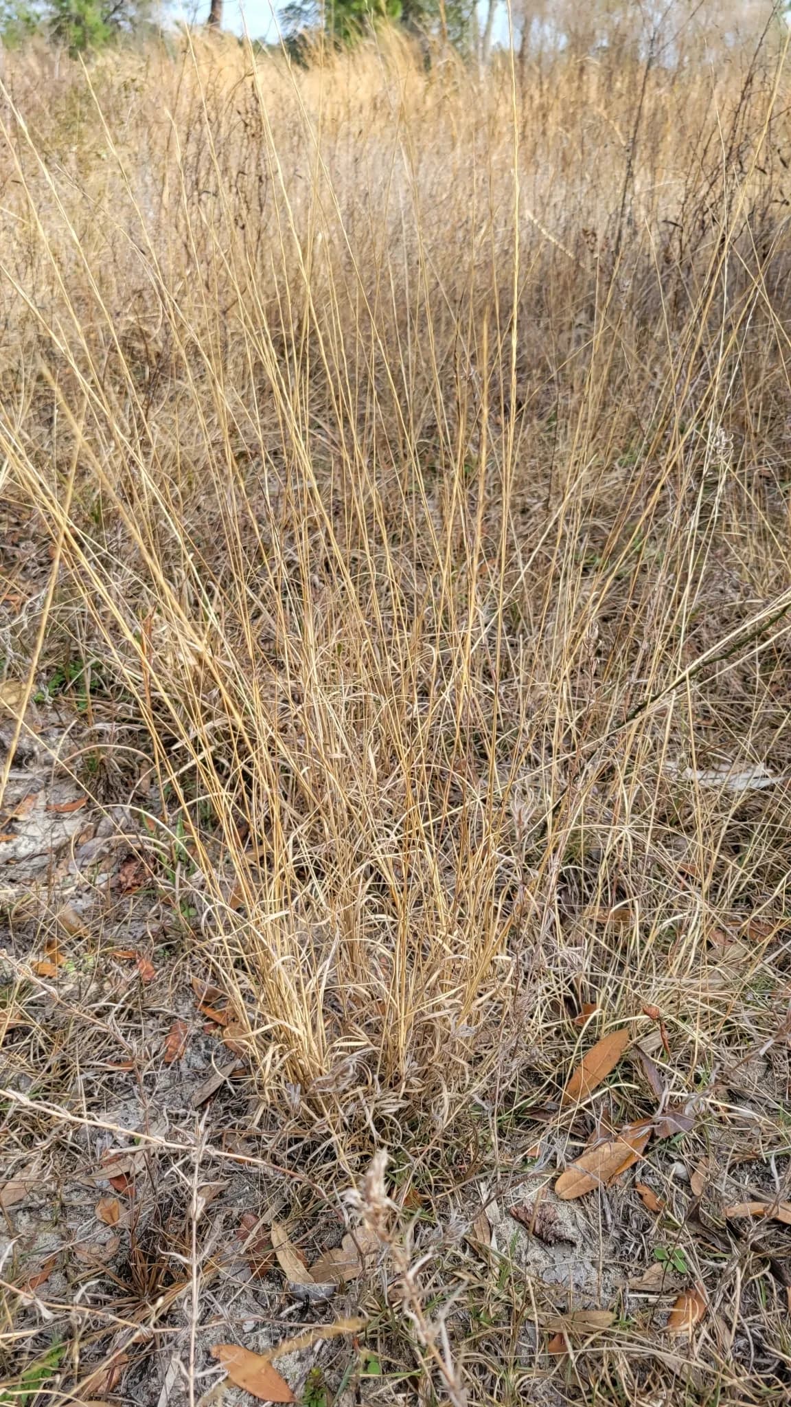 Arrow-Feather (Aristida purpurascens)