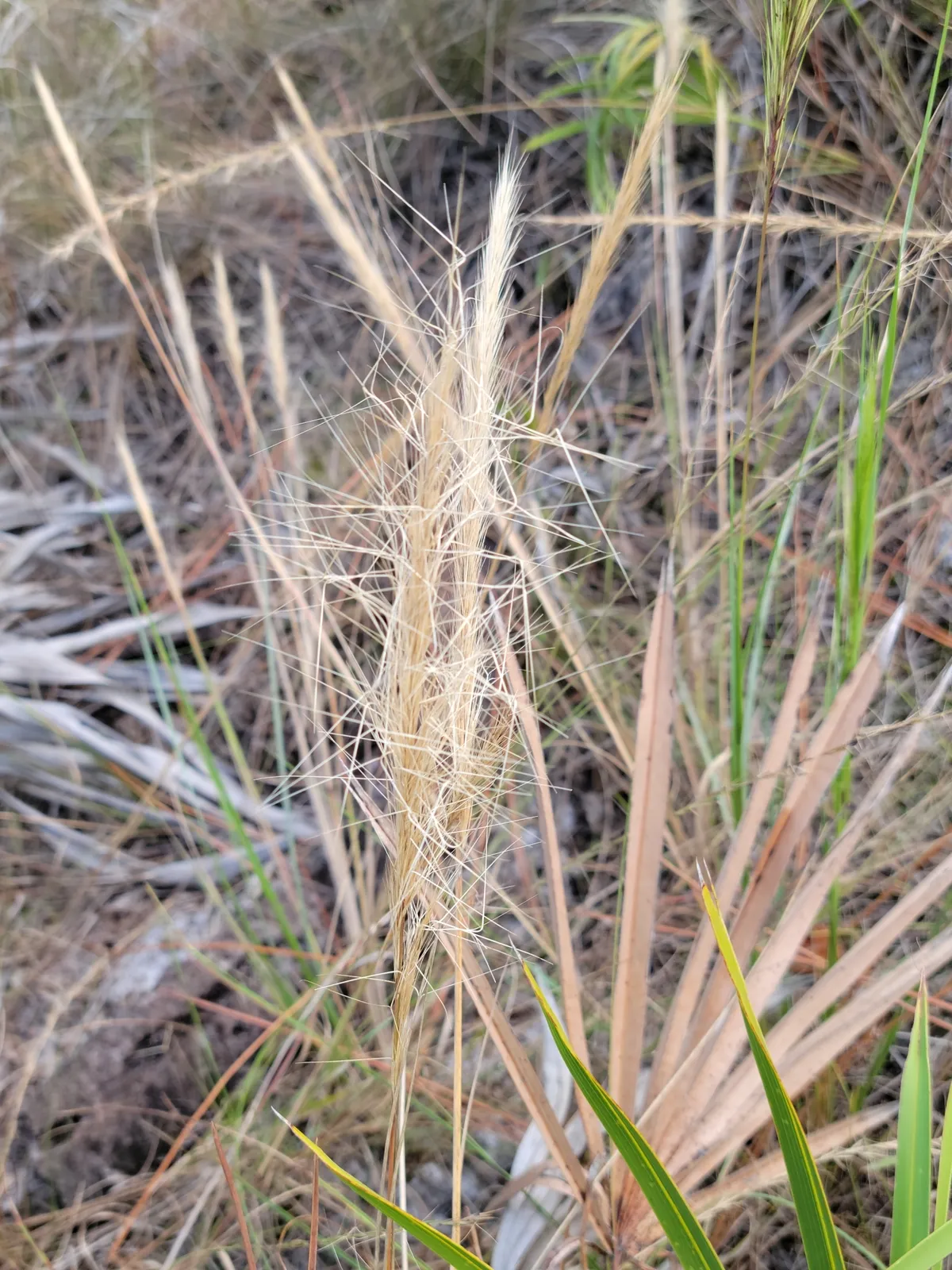 Bottlebrush Threeawn (Aristida spiciformis)