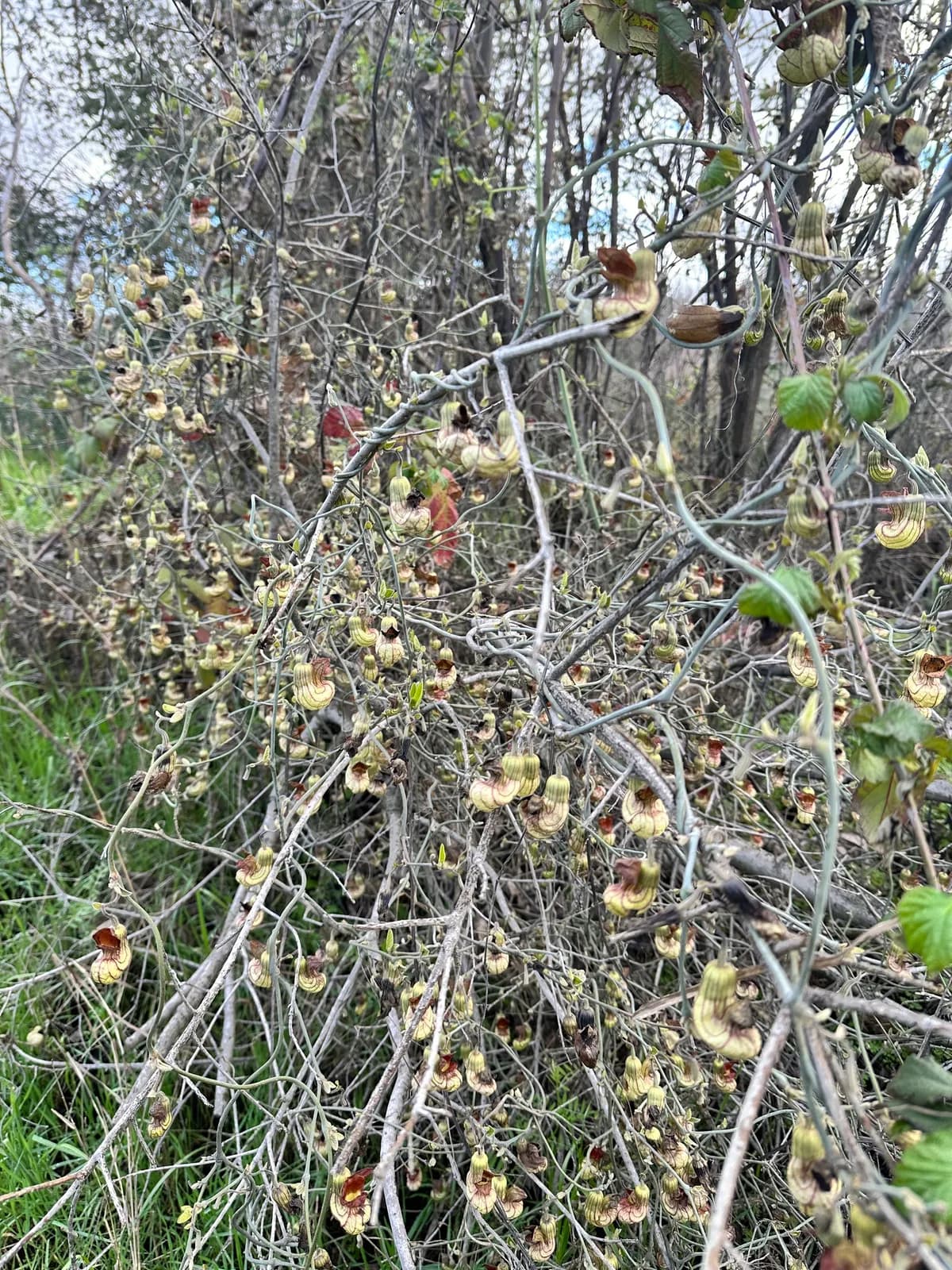 California snakeroot (Aristolochia californica)