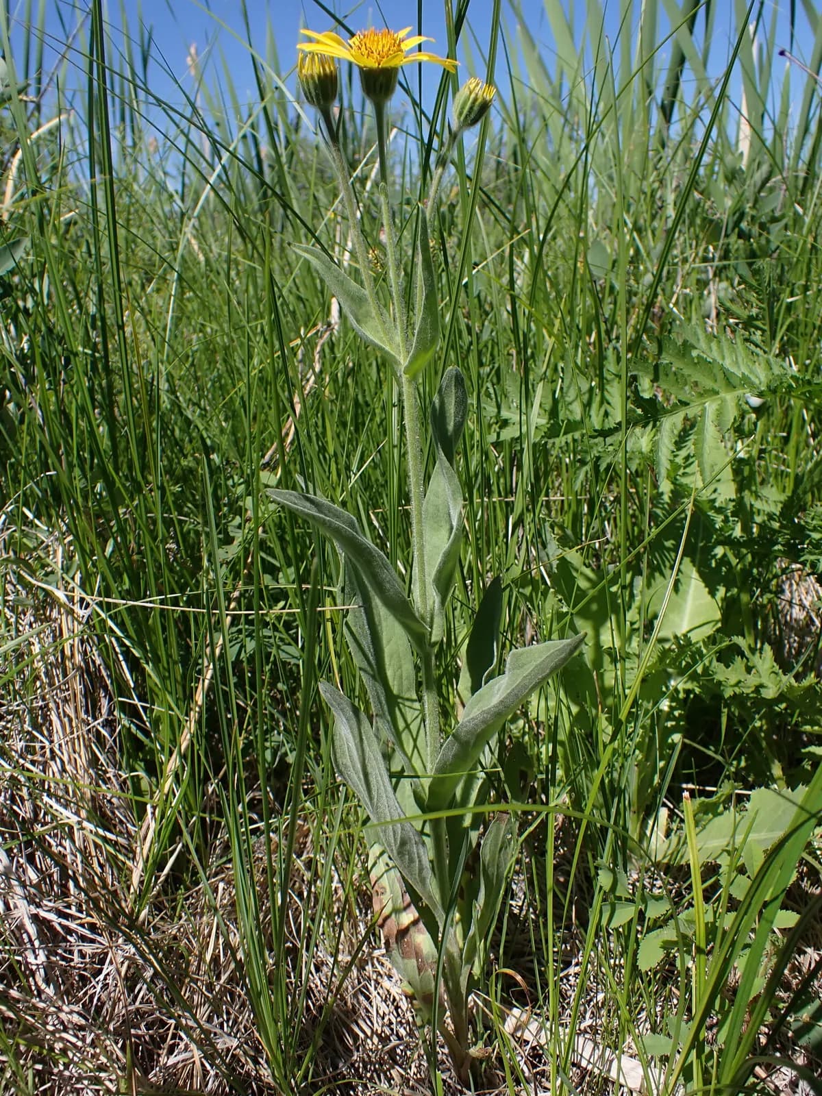 Leafy Arnica (Arnica chamissonis)