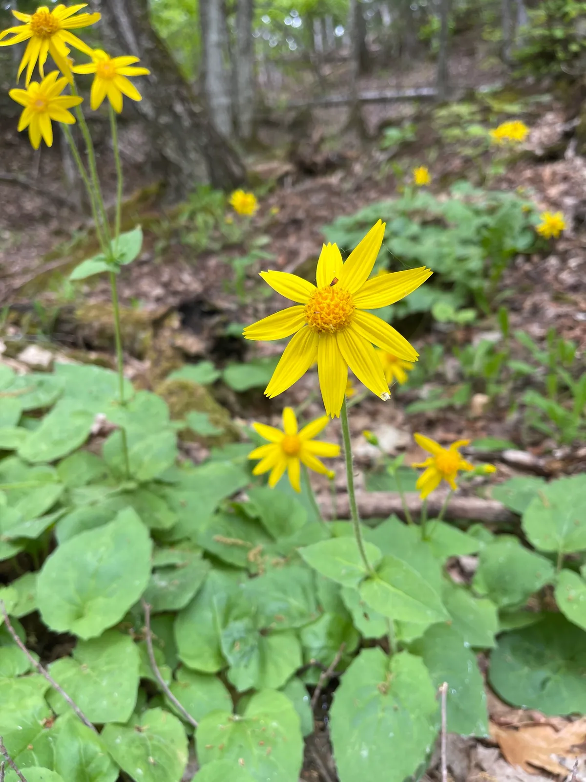 Heart-leaf Arnica (Arnica cordifolia)