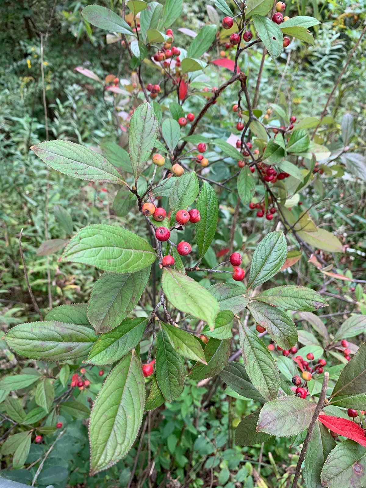 Red Chokeberry (Aronia arbutifolia)