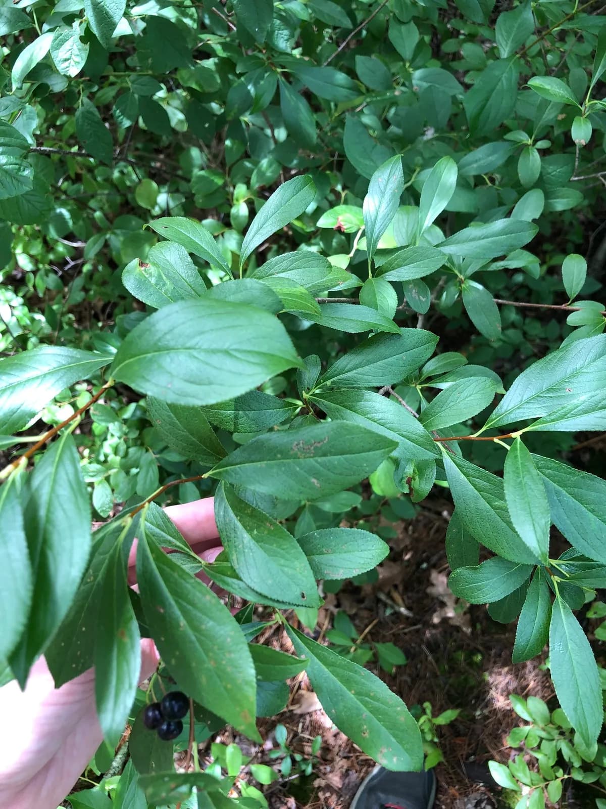 Black Chokeberry (Aronia melanocarpa)