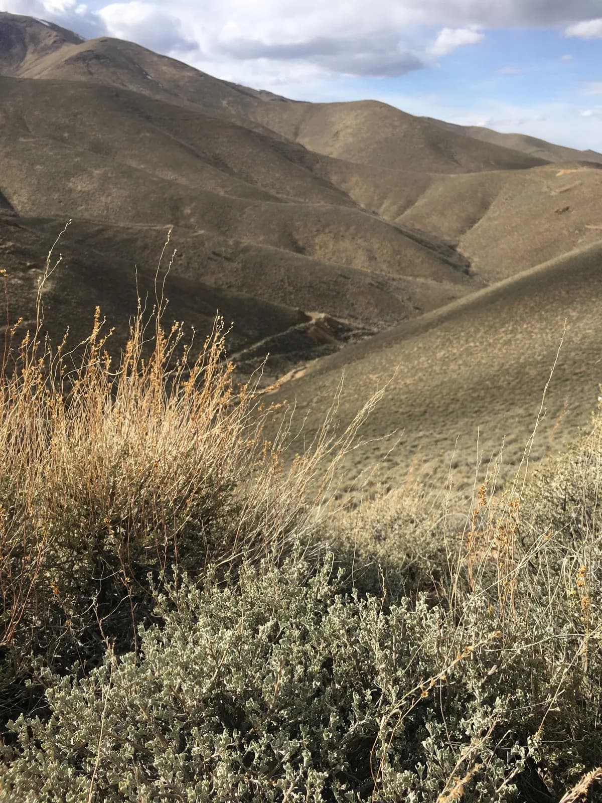 Sagebrush (Artemisia arbuscula)