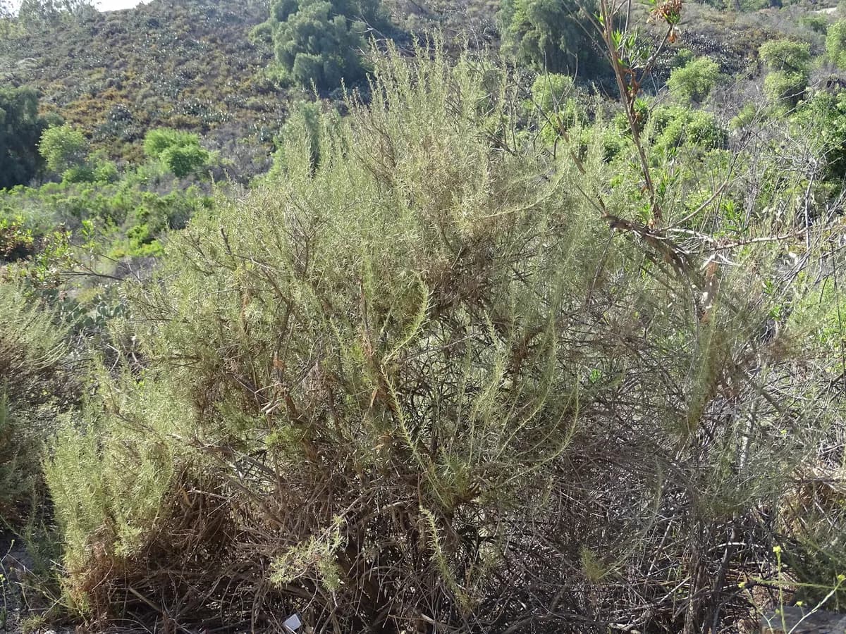 California Sagebrush (Artemisia californica)