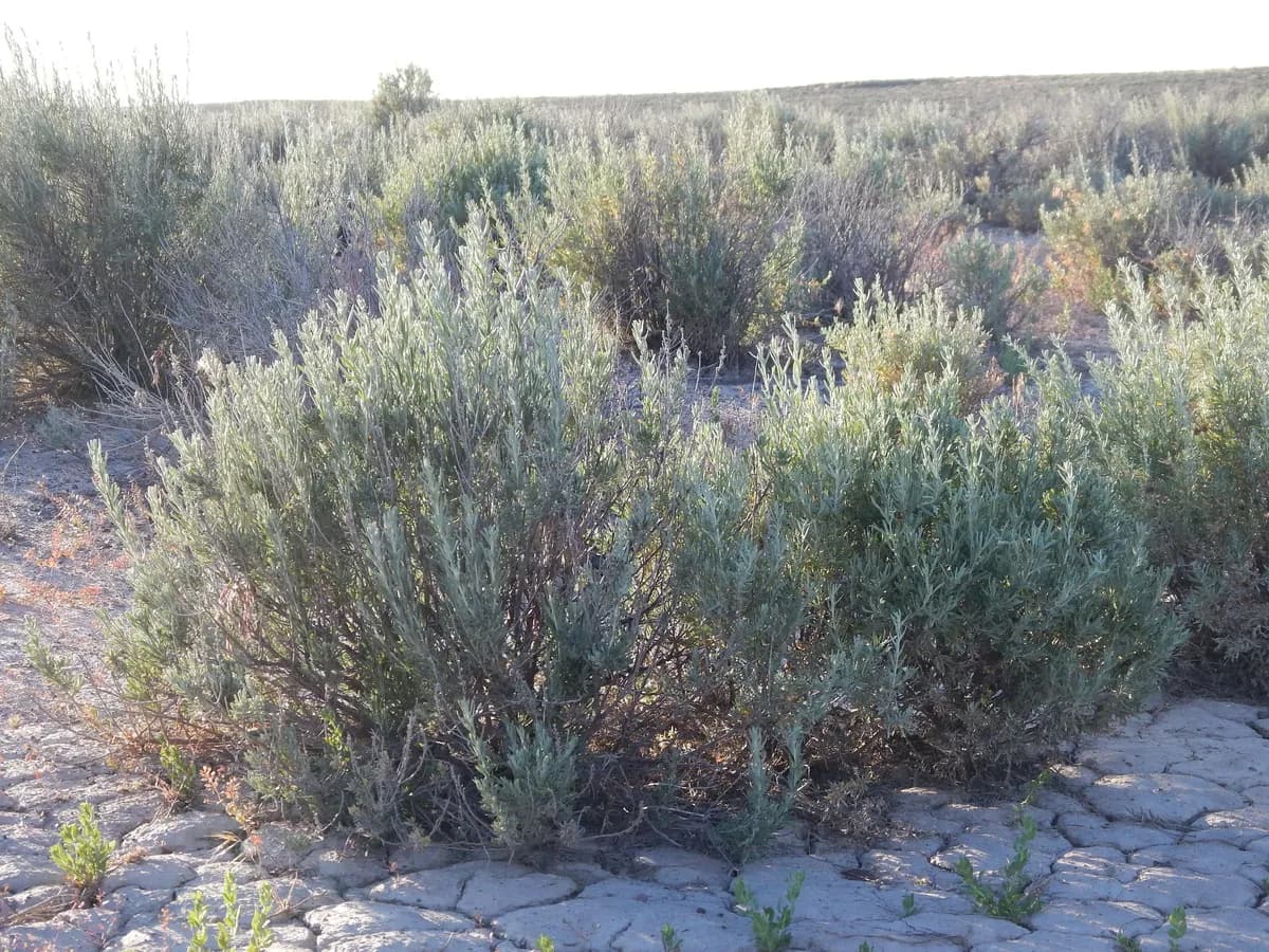 Silver sagebrush (Artemisia cana)