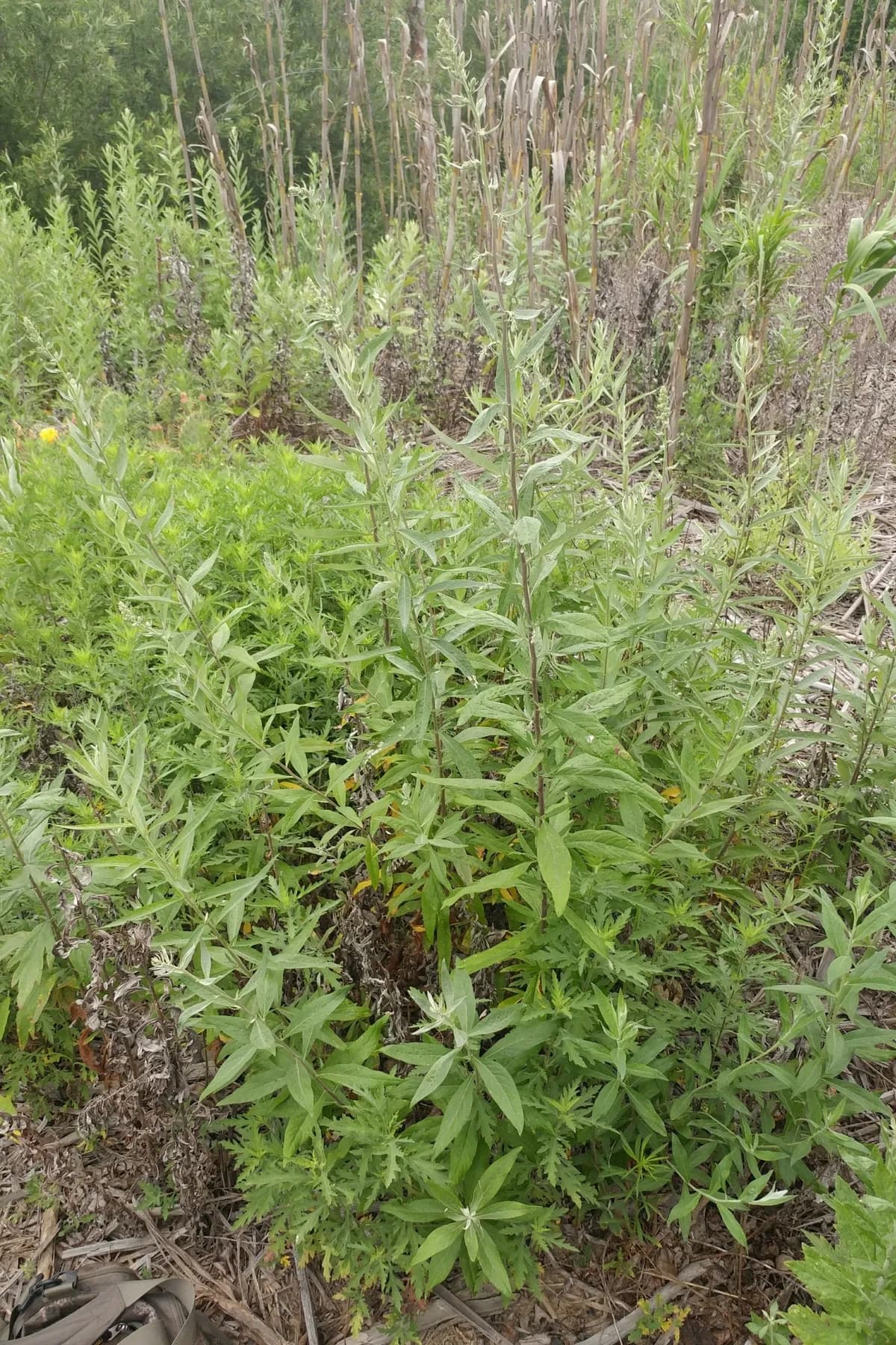 Douglas' Sagewort (Artemisia douglasiana)