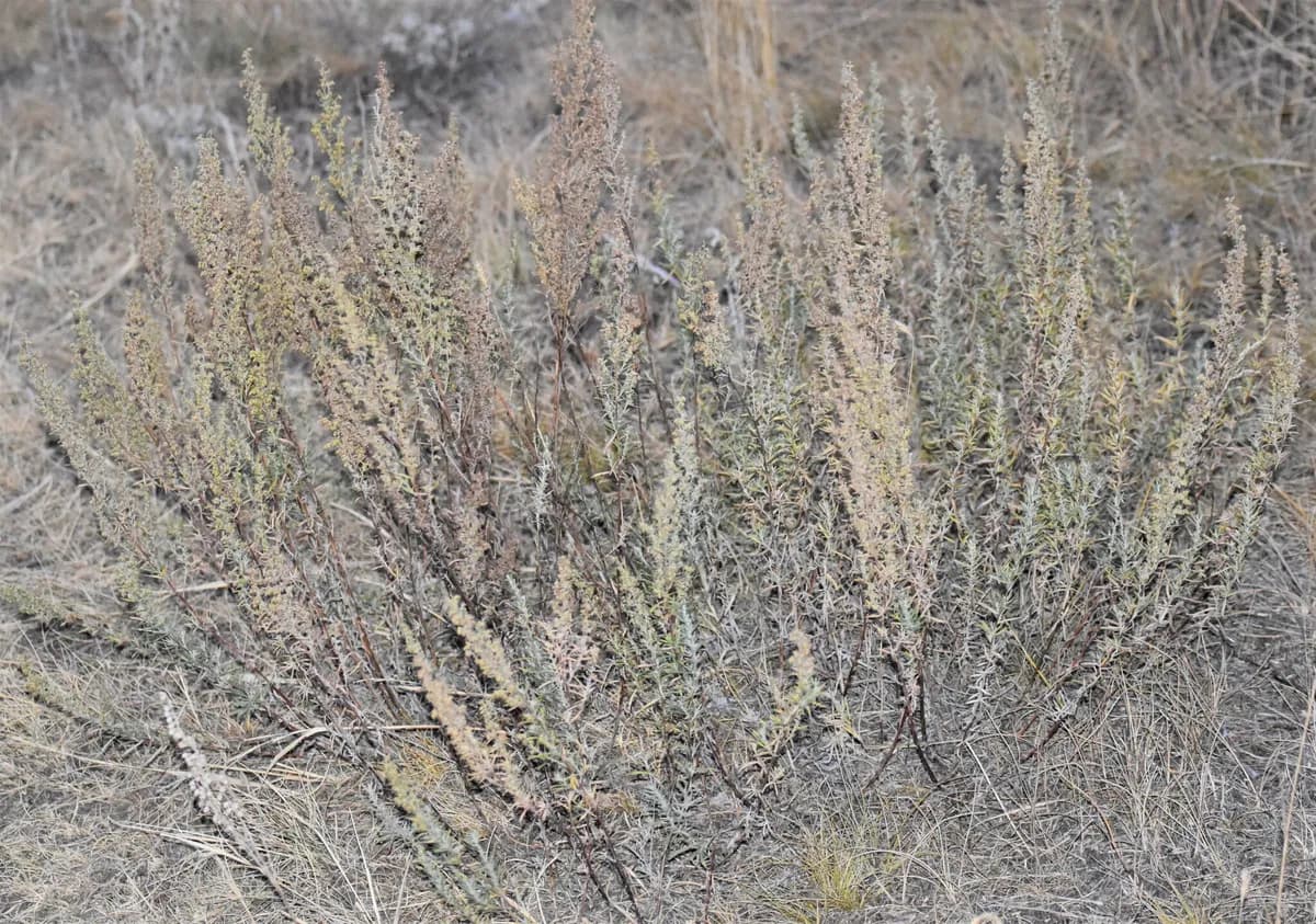 Russian Tarragon (Artemisia dracunculus)