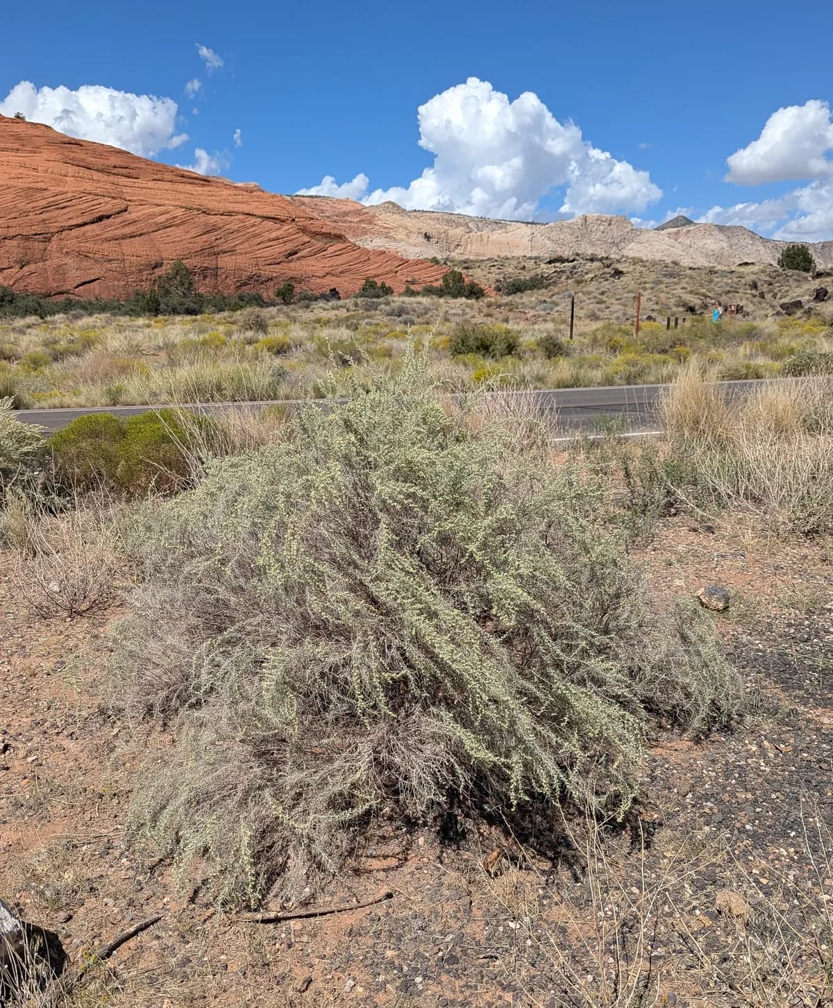 Sand Sagebrush (Artemisia filifolia)