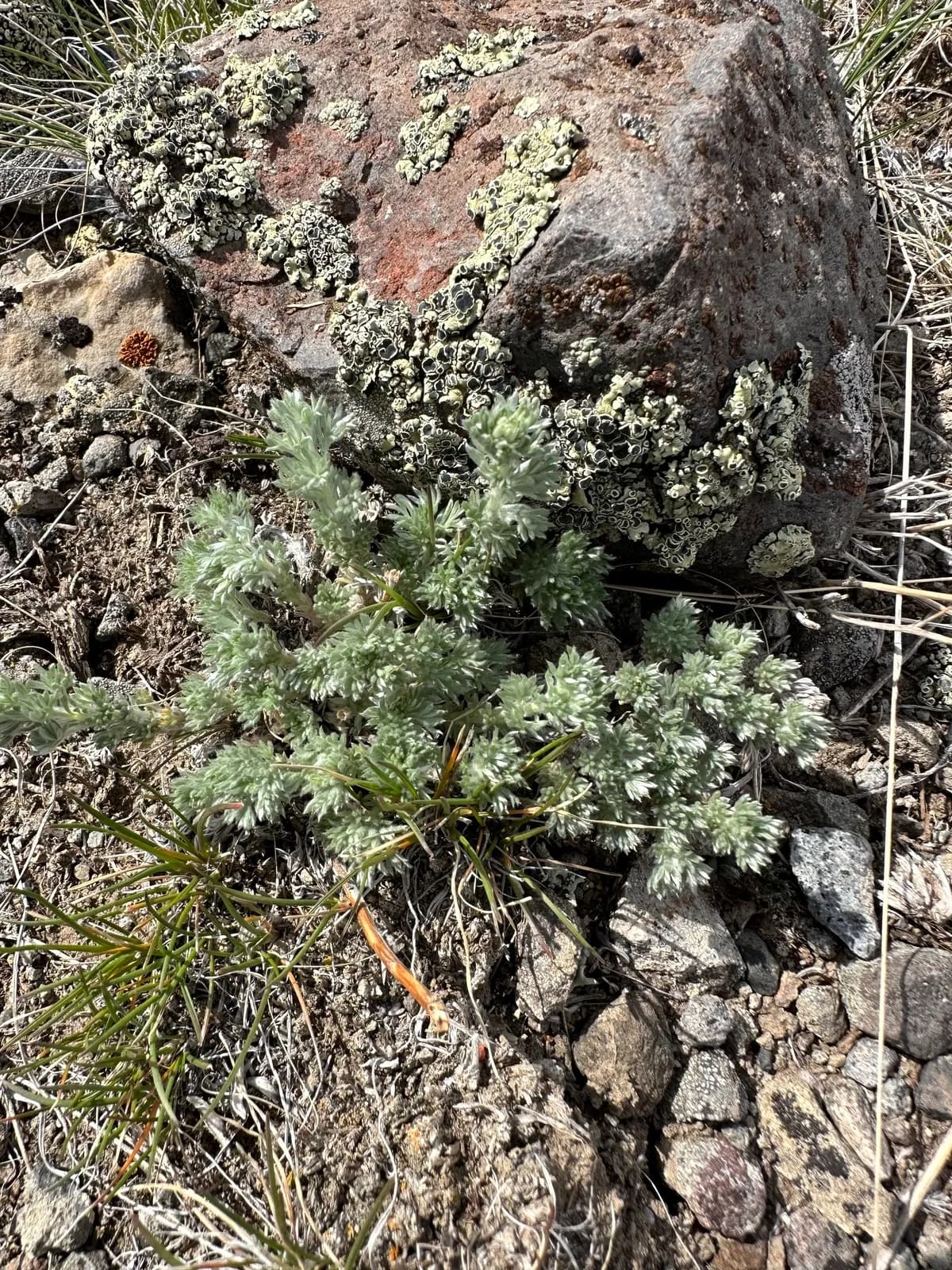 Fringed-sage (Artemisia frigida)