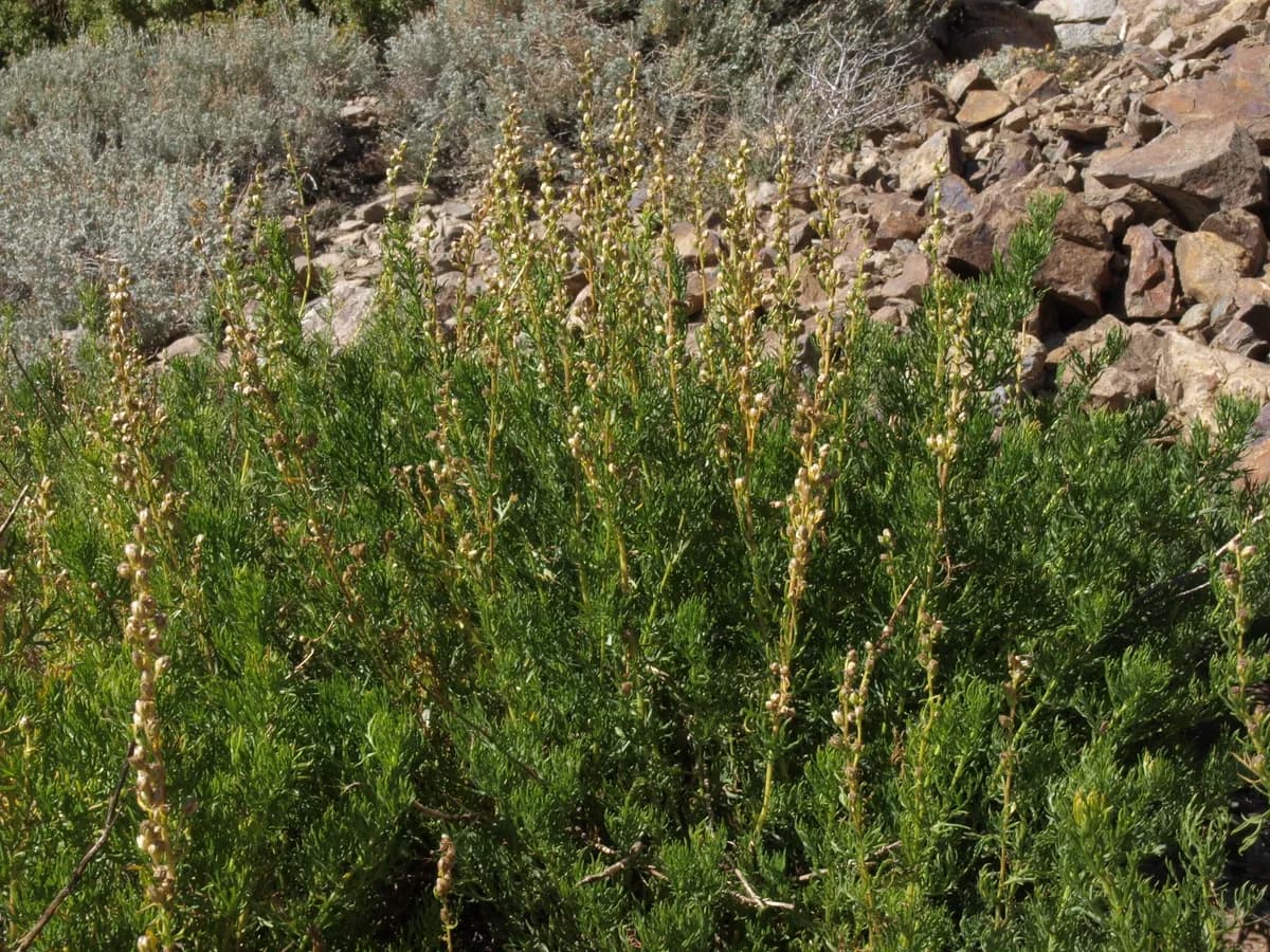 Lemon Sagewort (Artemisia michauxiana)