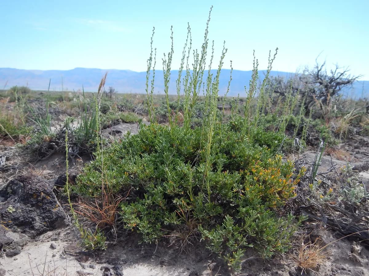 Black Sagebrush (Artemisia nova)