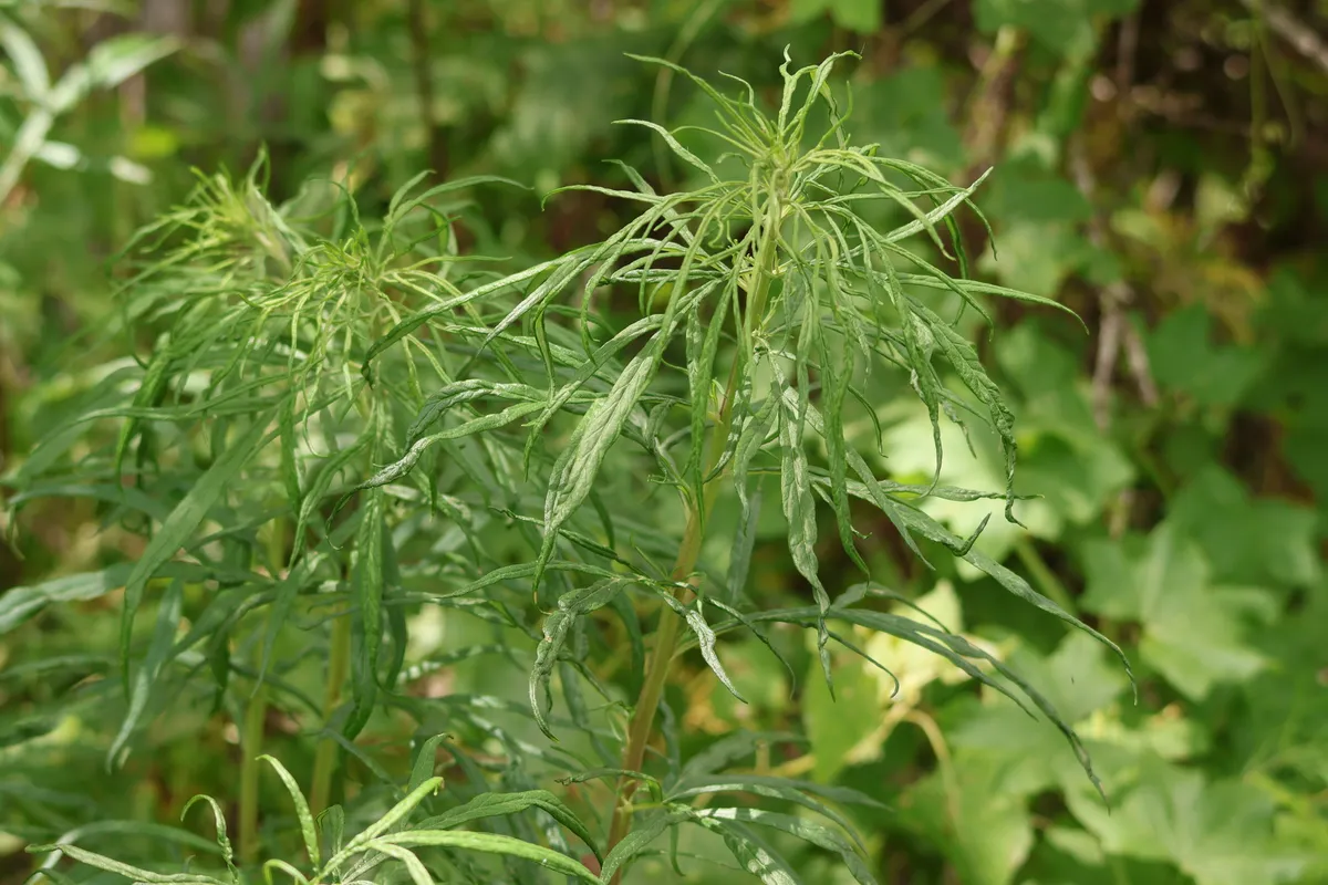 San Diego sagewort (Artemisia palmeri)