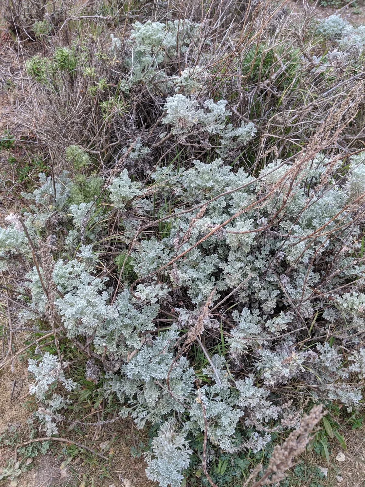 Coastal sagewort (Artemisia pycnocephala)