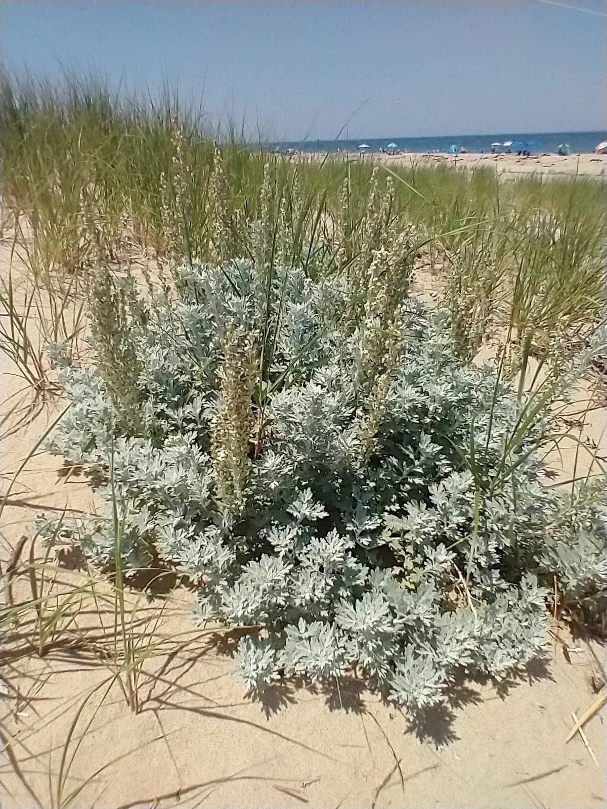 Hoary mugwort (Artemisia stelleriana)
