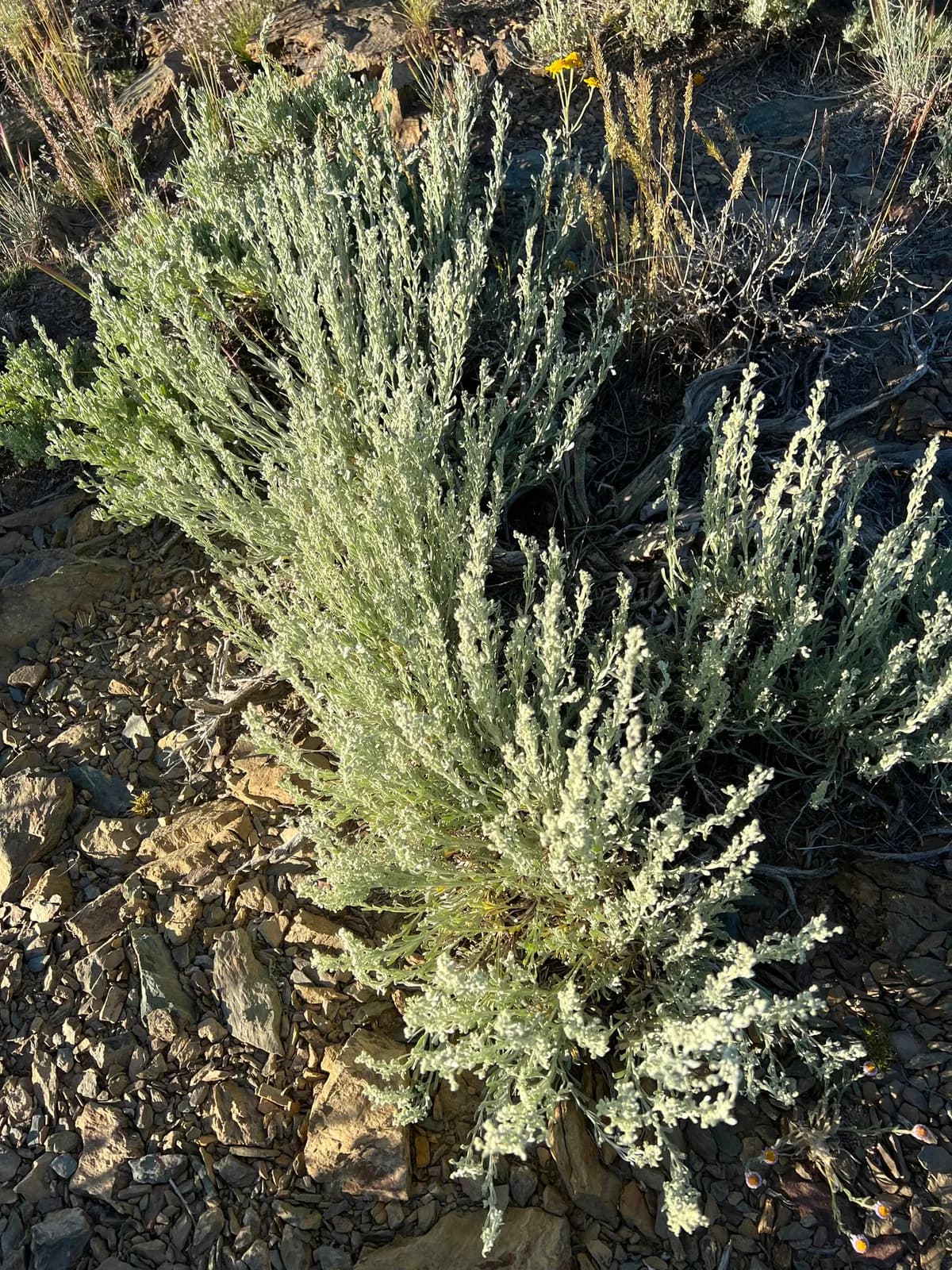 Basin Sagebrush (Artemisia tridentata)