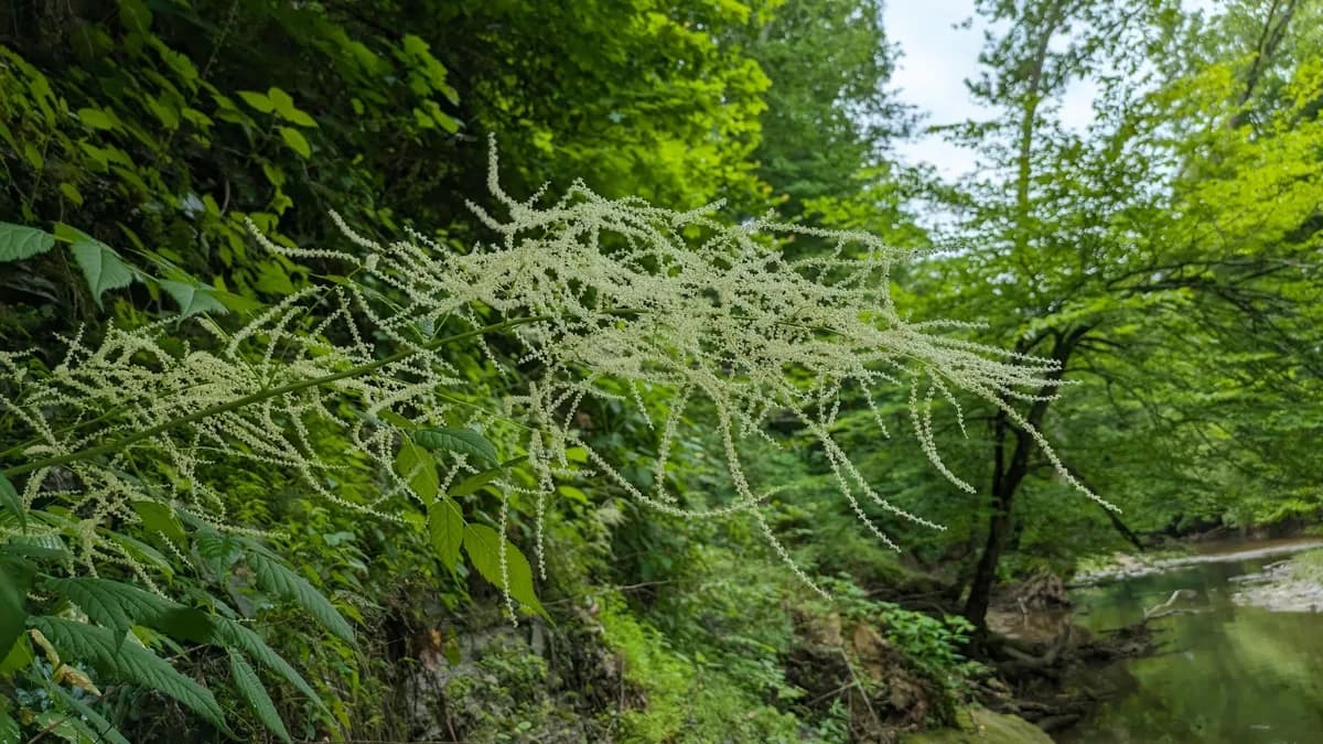 Goat's-beard (Aruncus dioicus)