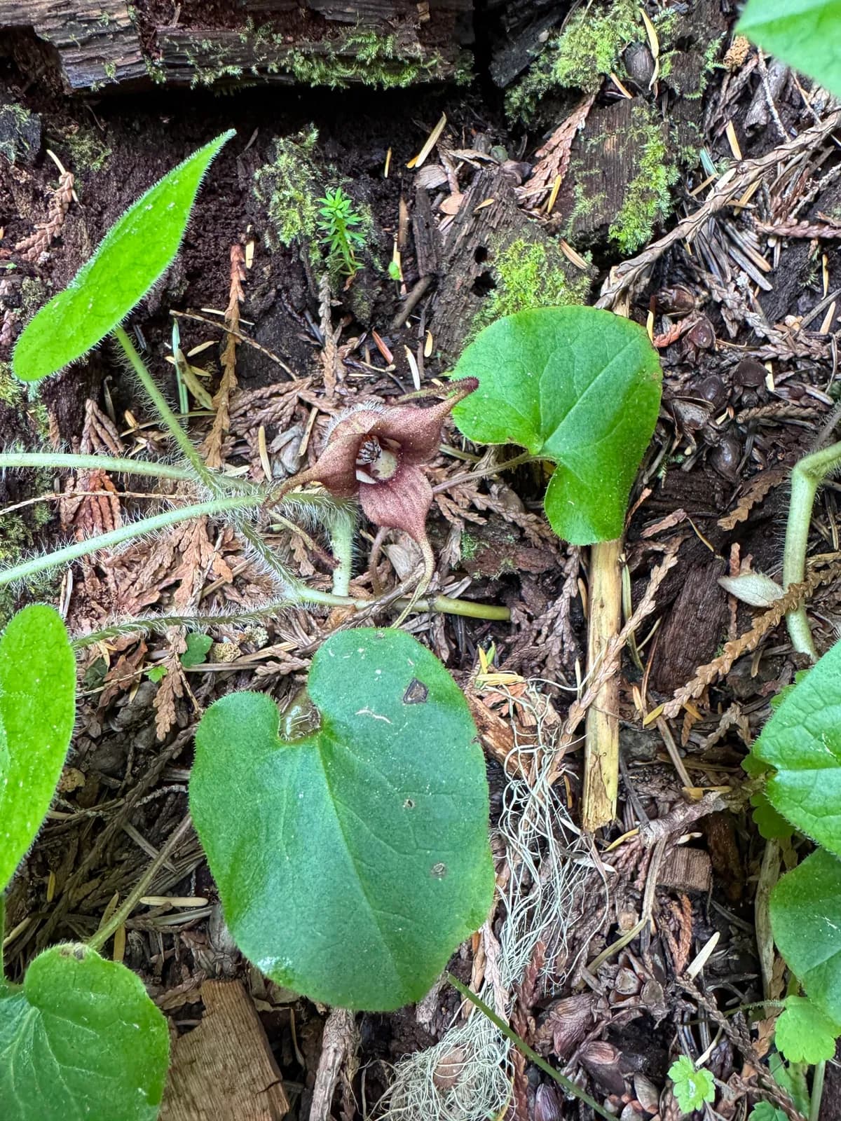 Wild ginger (Asarum caudatum)