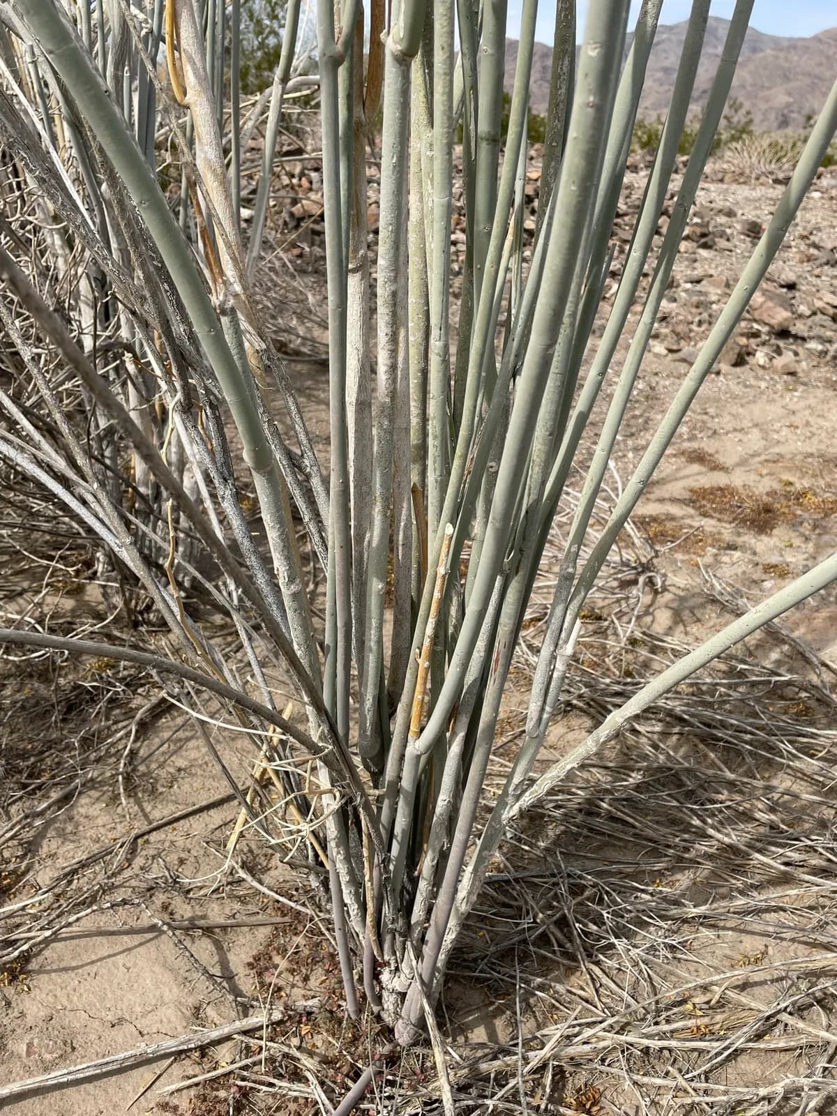 Whitestem milkweed (Asclepias albicans)