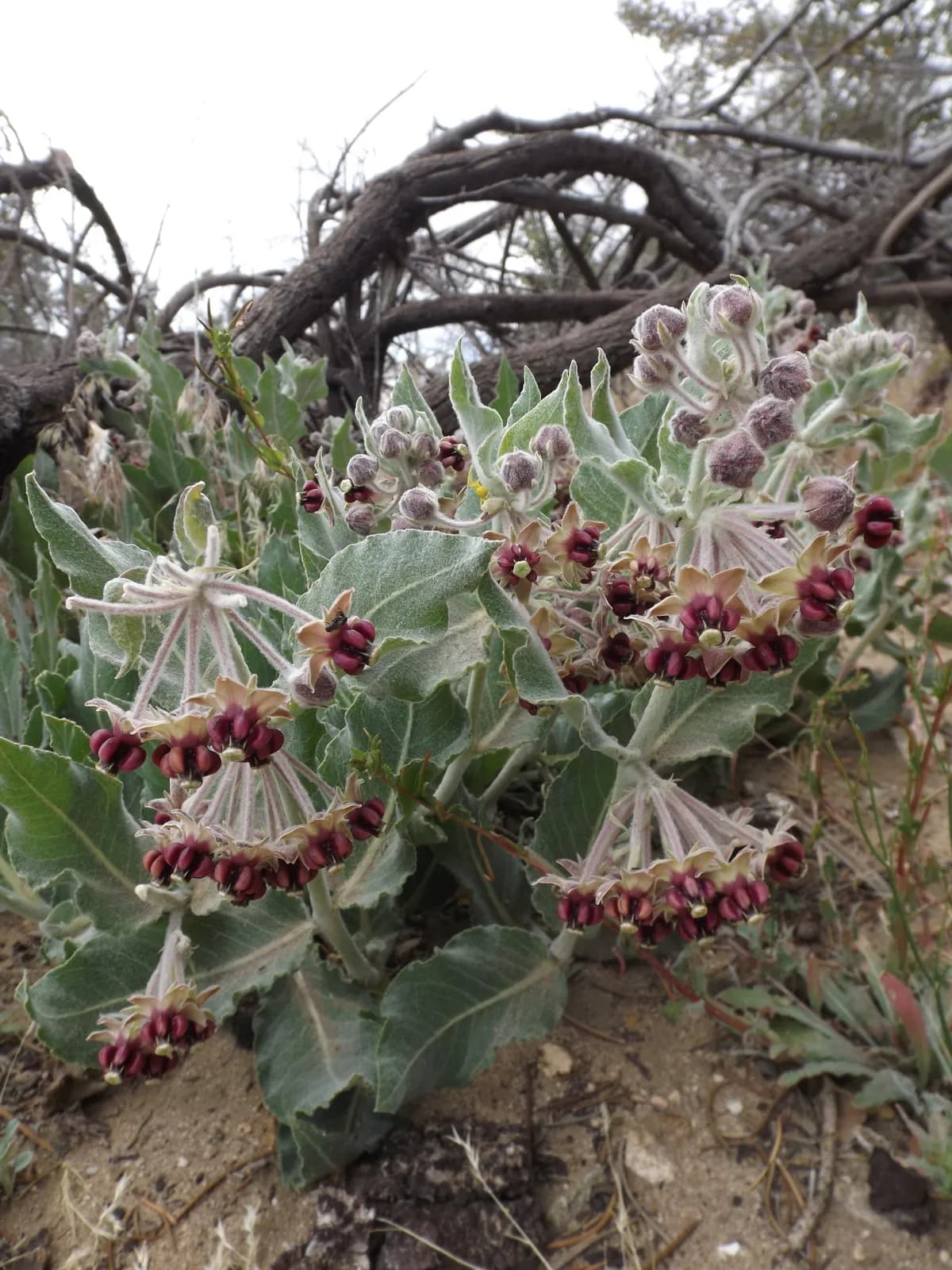 California Milkweed (Asclepias californica)