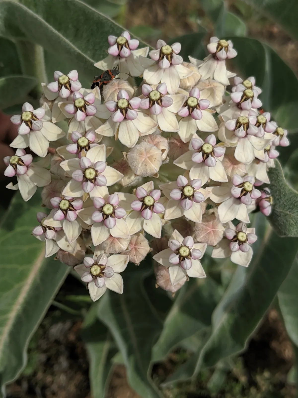 Woollypod Milkweed (Asclepias eriocarpa)